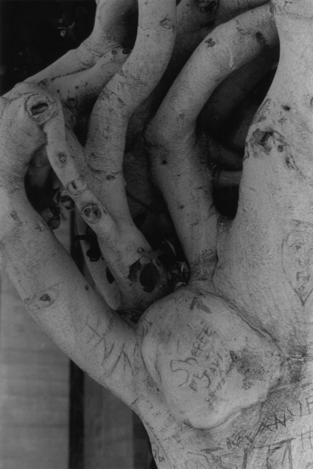 Tree 5. 1998, gelatin silver print.