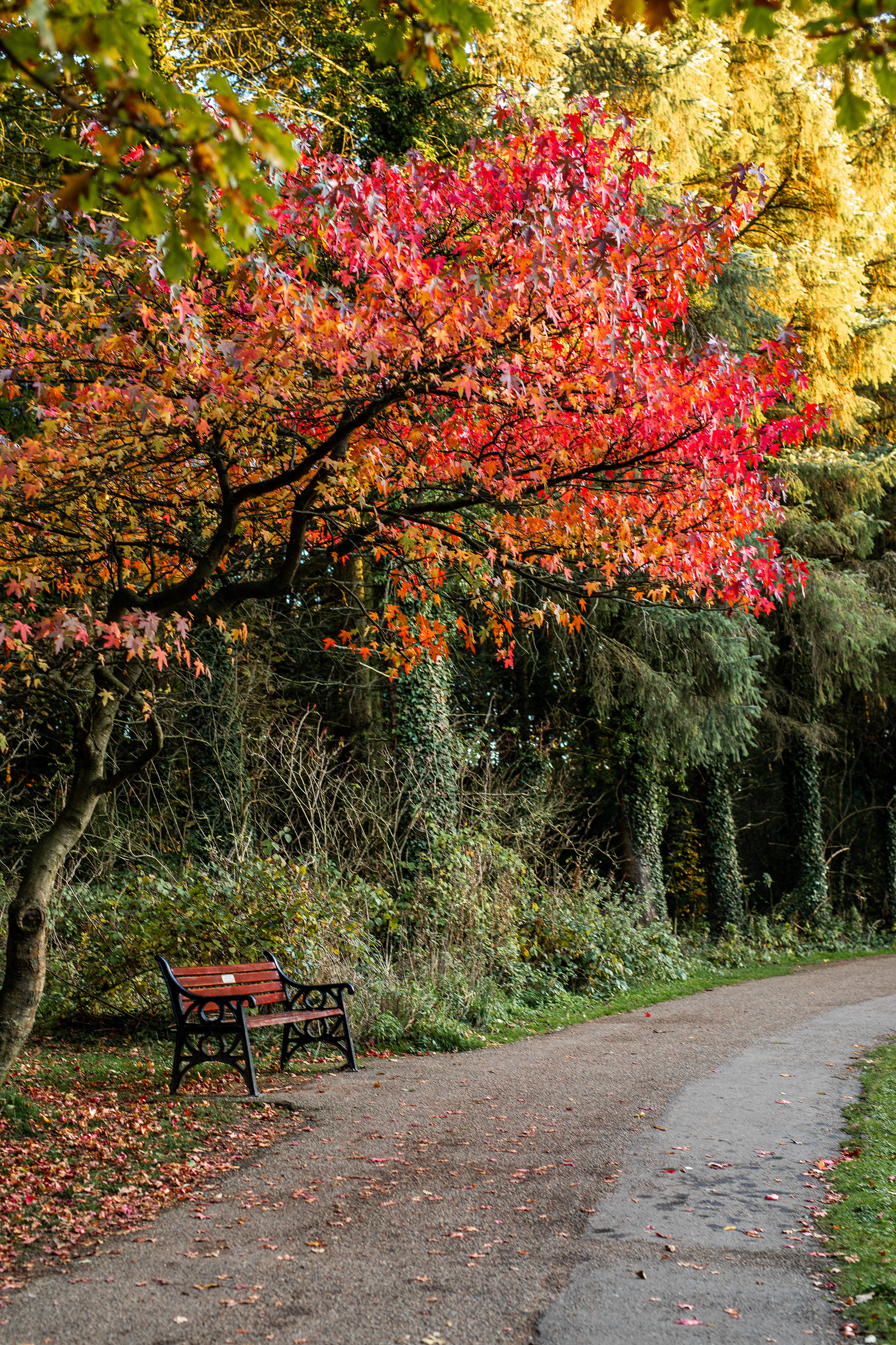 Bench in Autumn