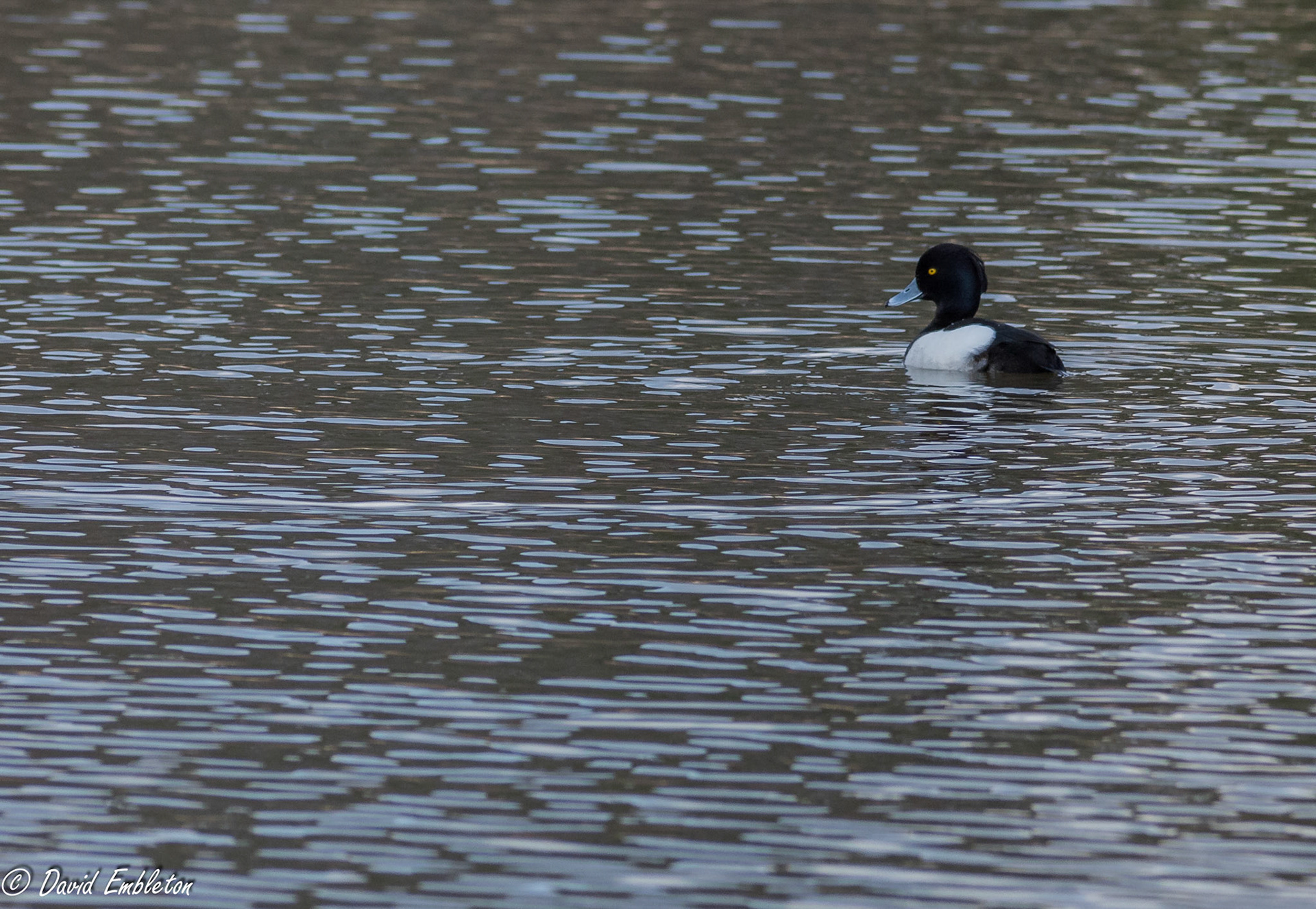 David Embleton - Tufted Duck