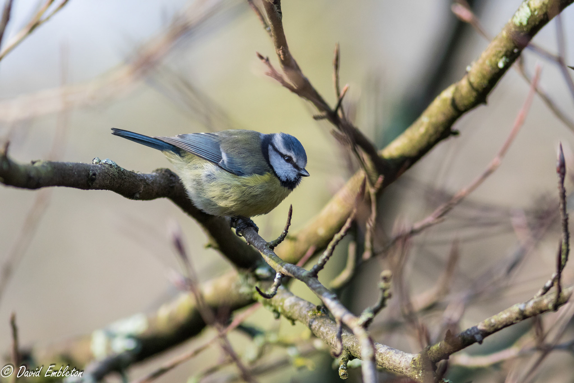 Blue tit