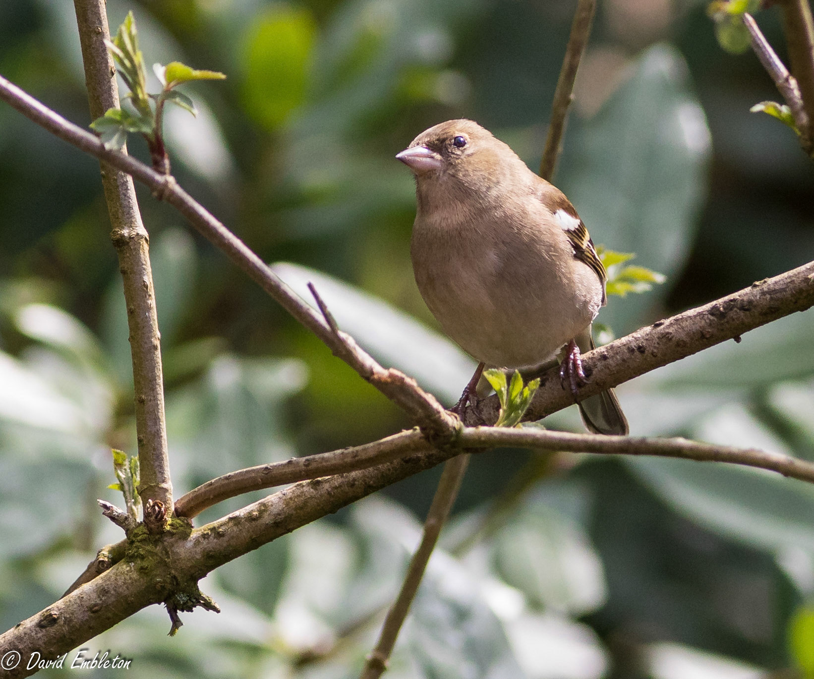 chaffinch