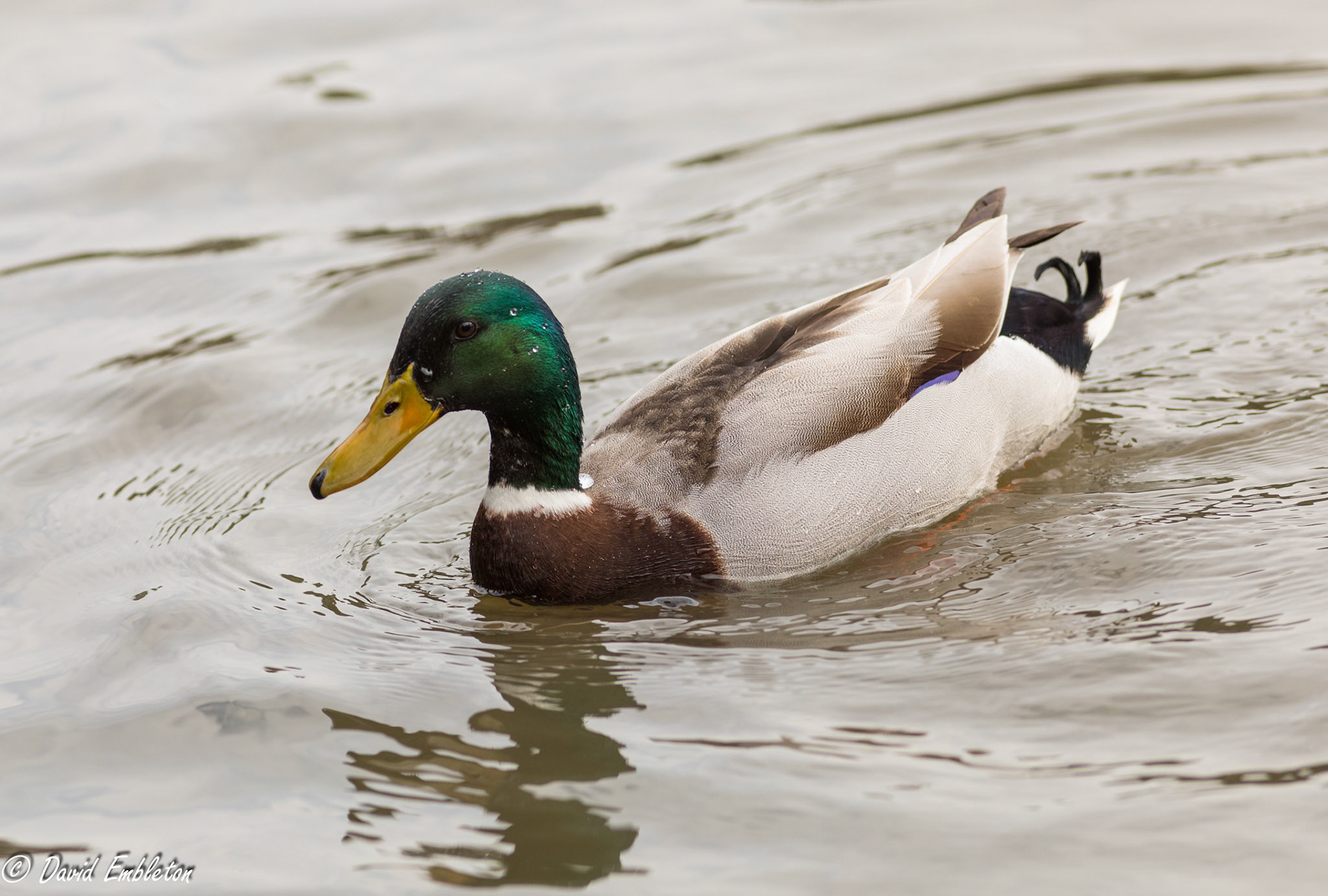Mallard