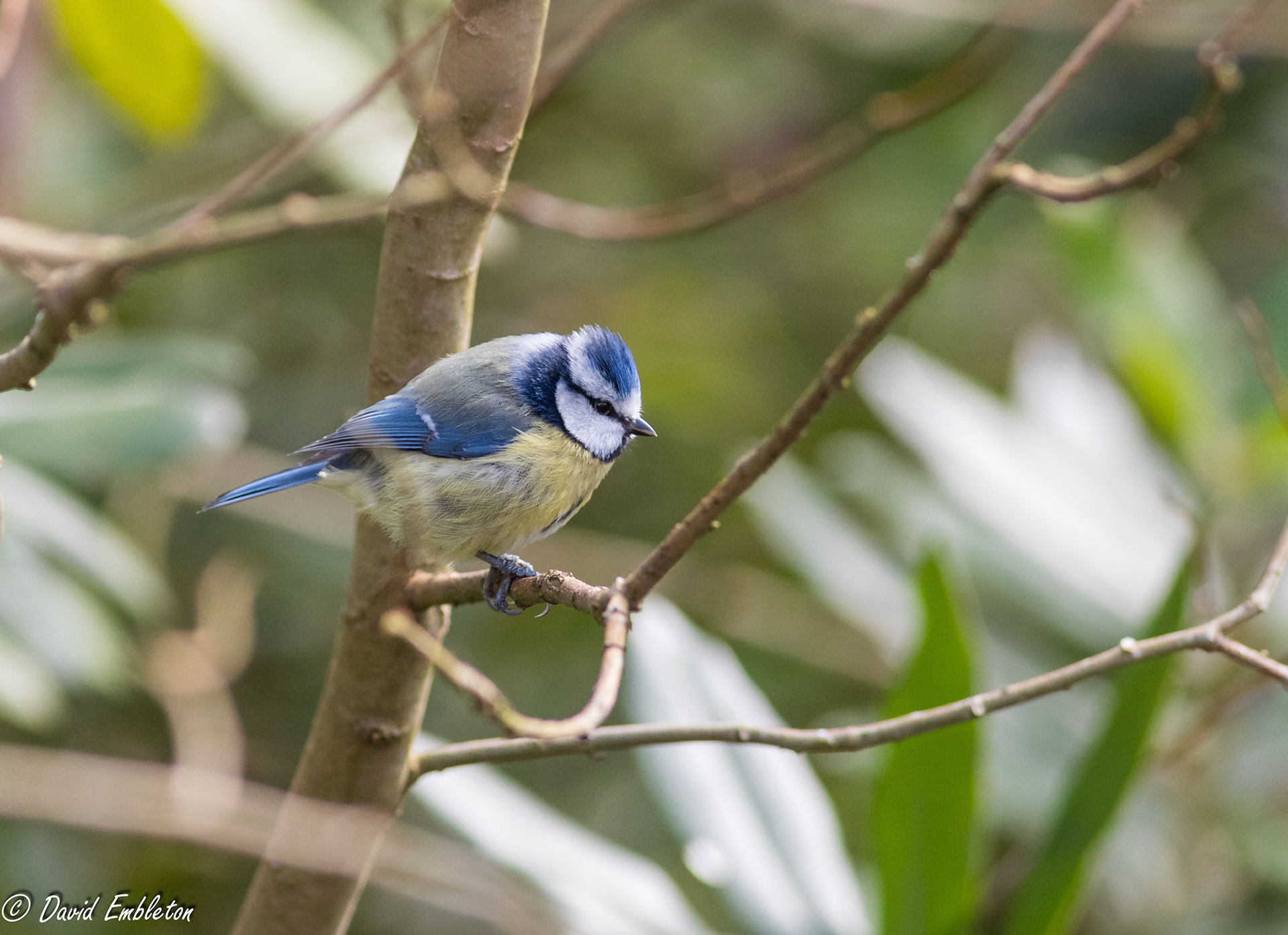 Blue tit