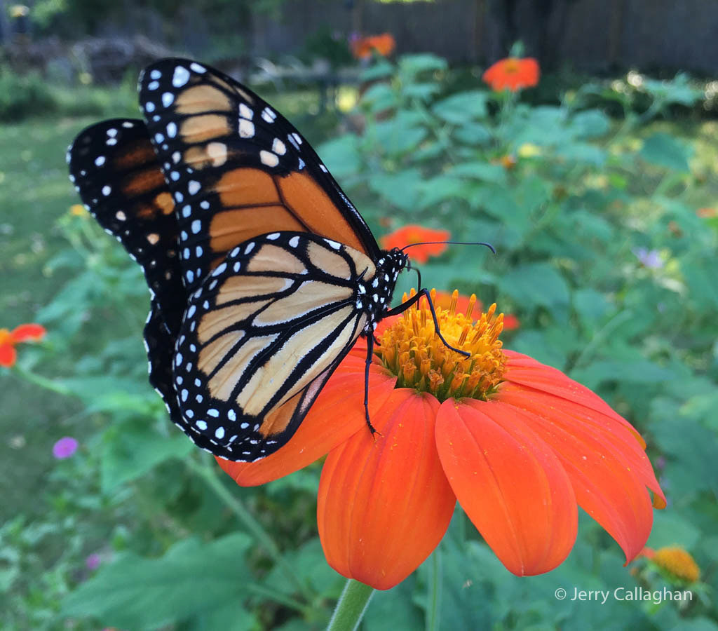 Monarch butterfly on Mexican Sunflower