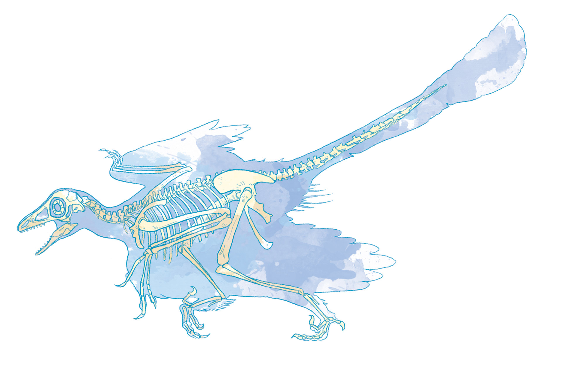 Skeleton of Archaeopteryx science book cover element for McGraw Hill