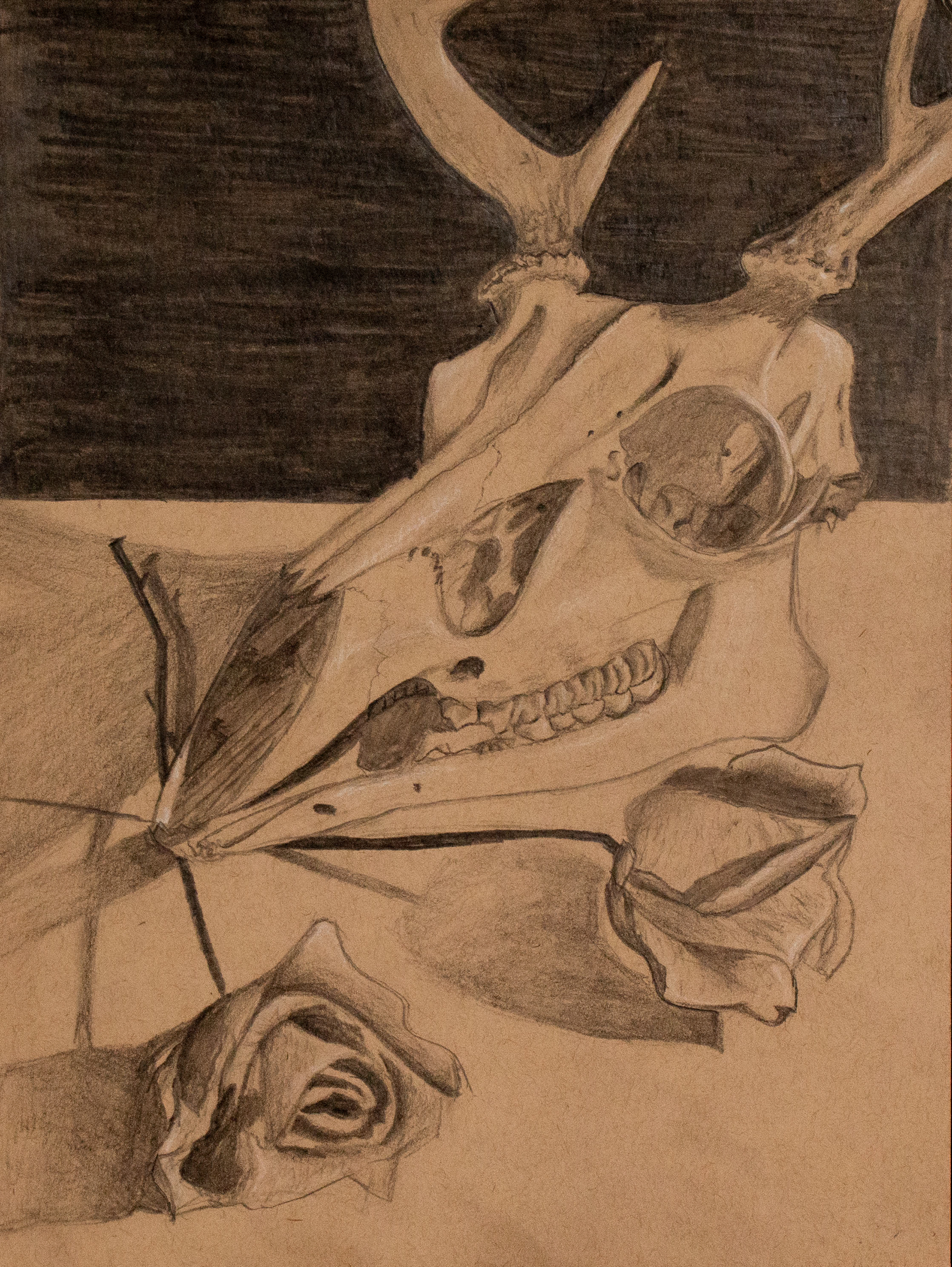 still life / graphite