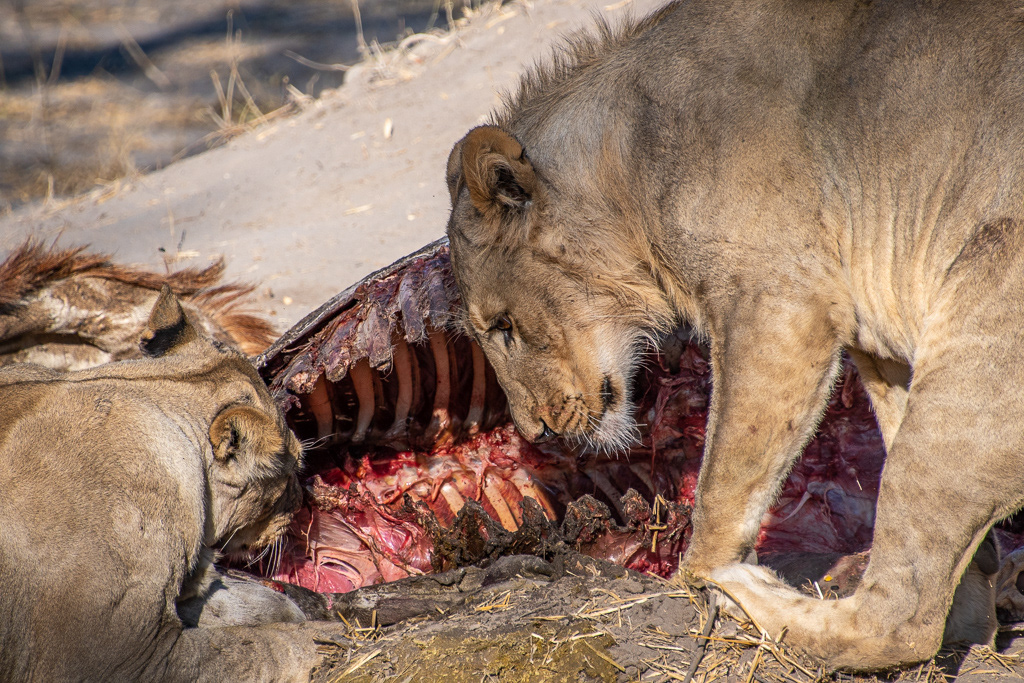 lion eating giraffe