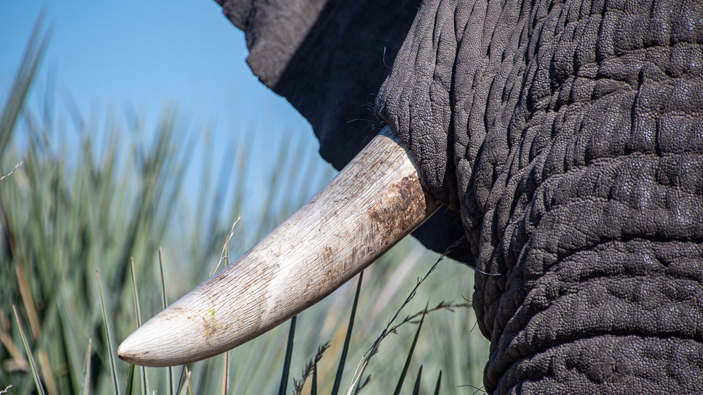 Elefant med elfenben