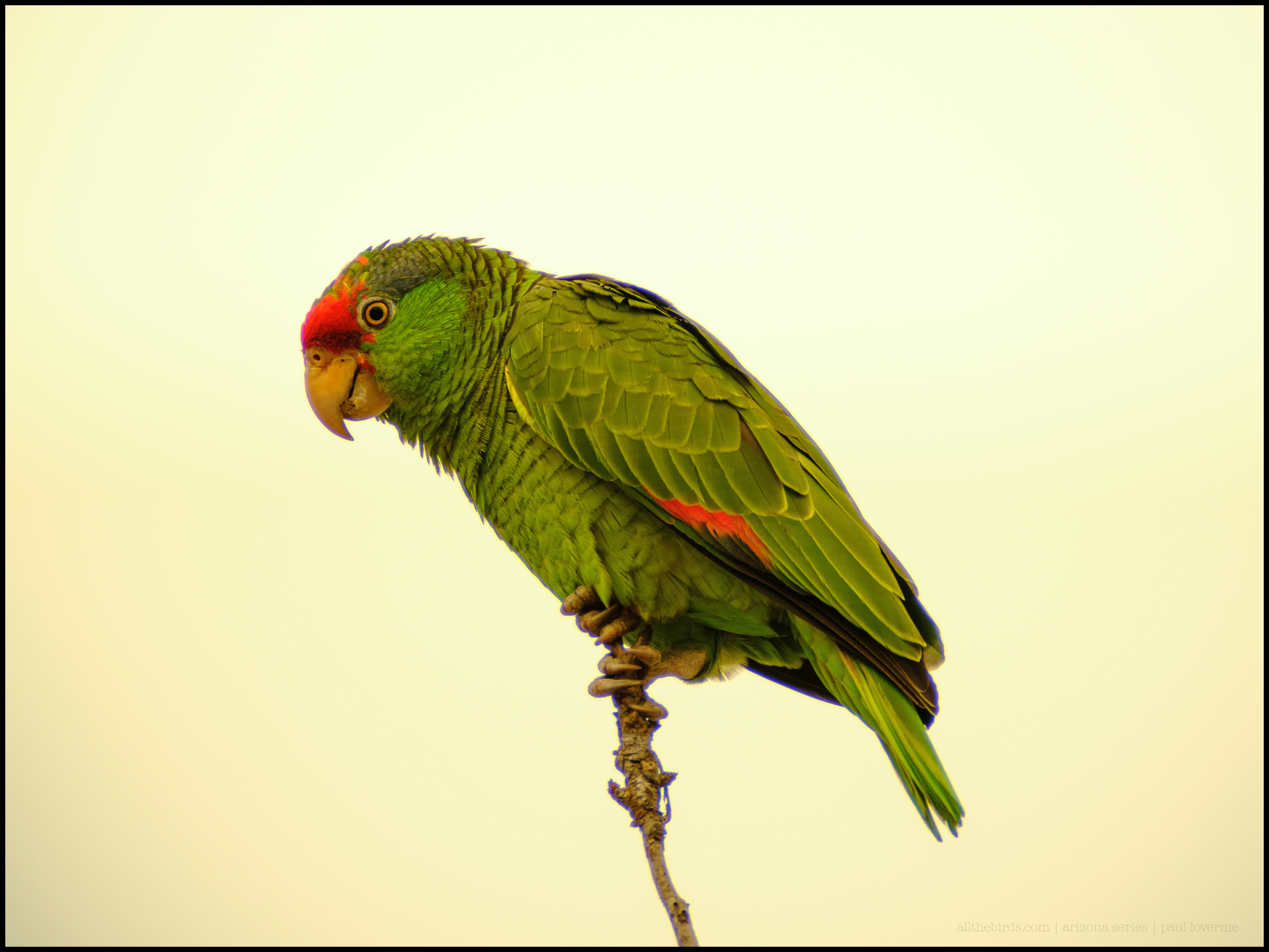 Red Lore Parrot