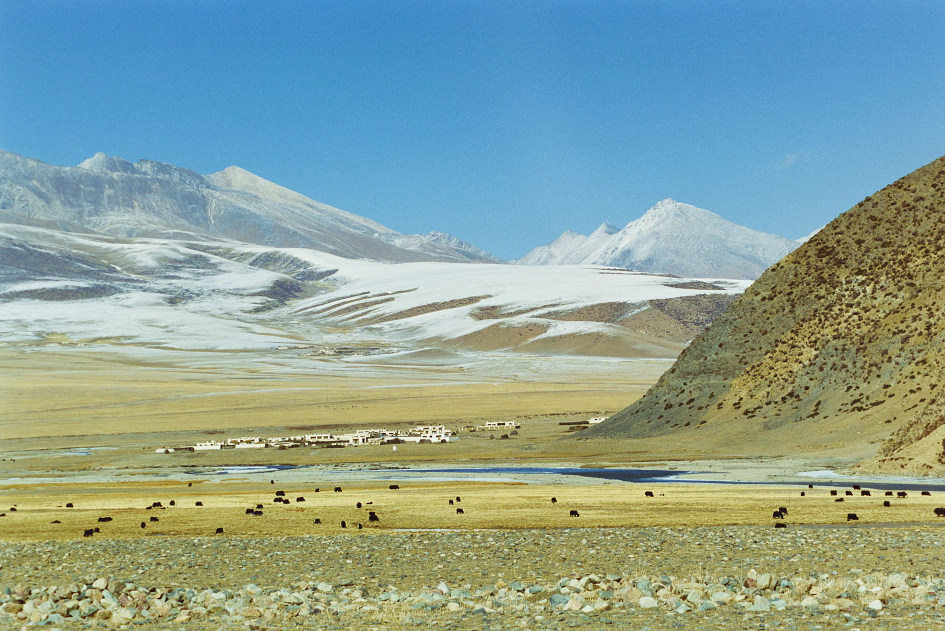 Tibetan landscape, fields with grazing yaks and a massive mountain range in the background.