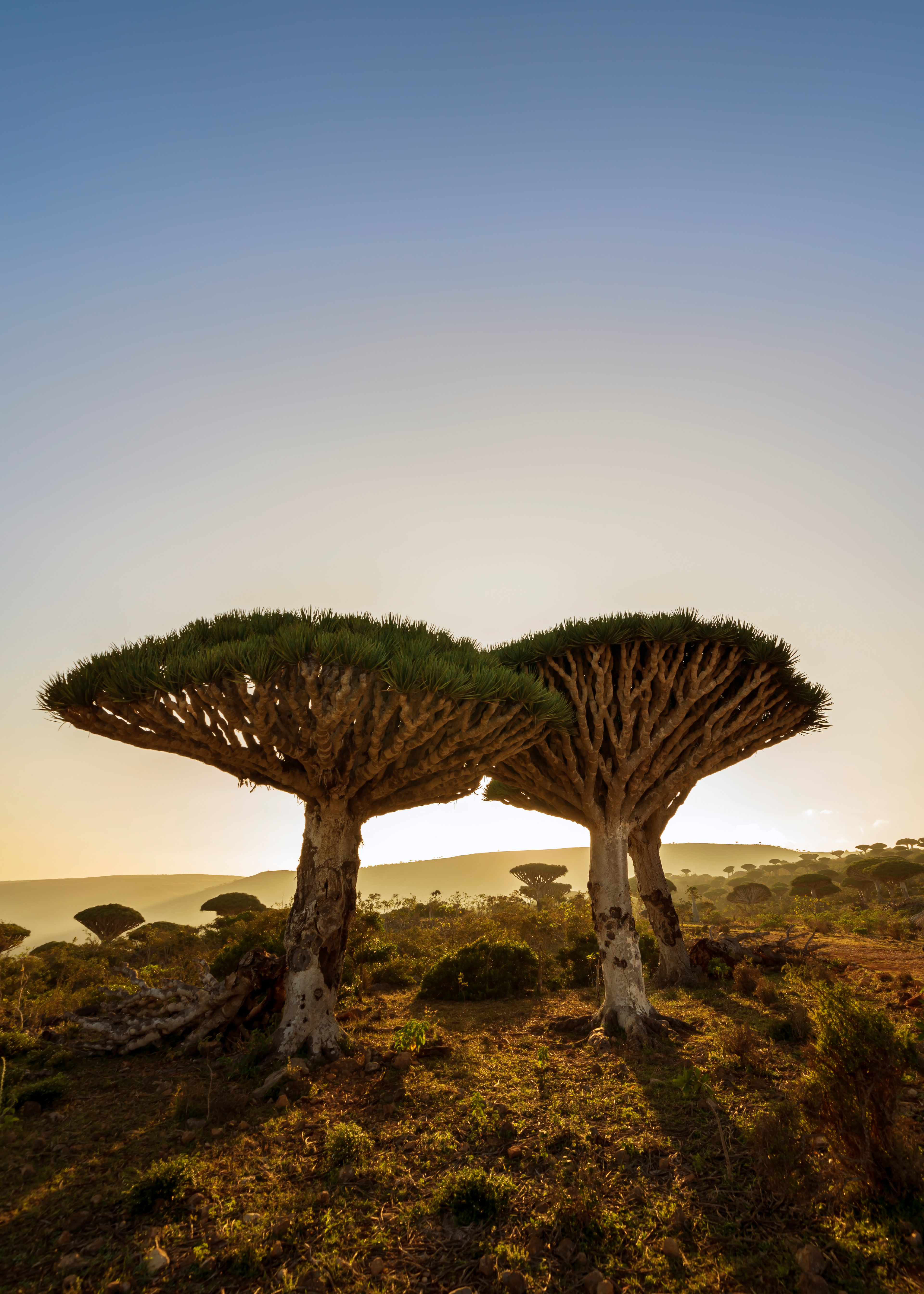 Janos Rautonen Socotra