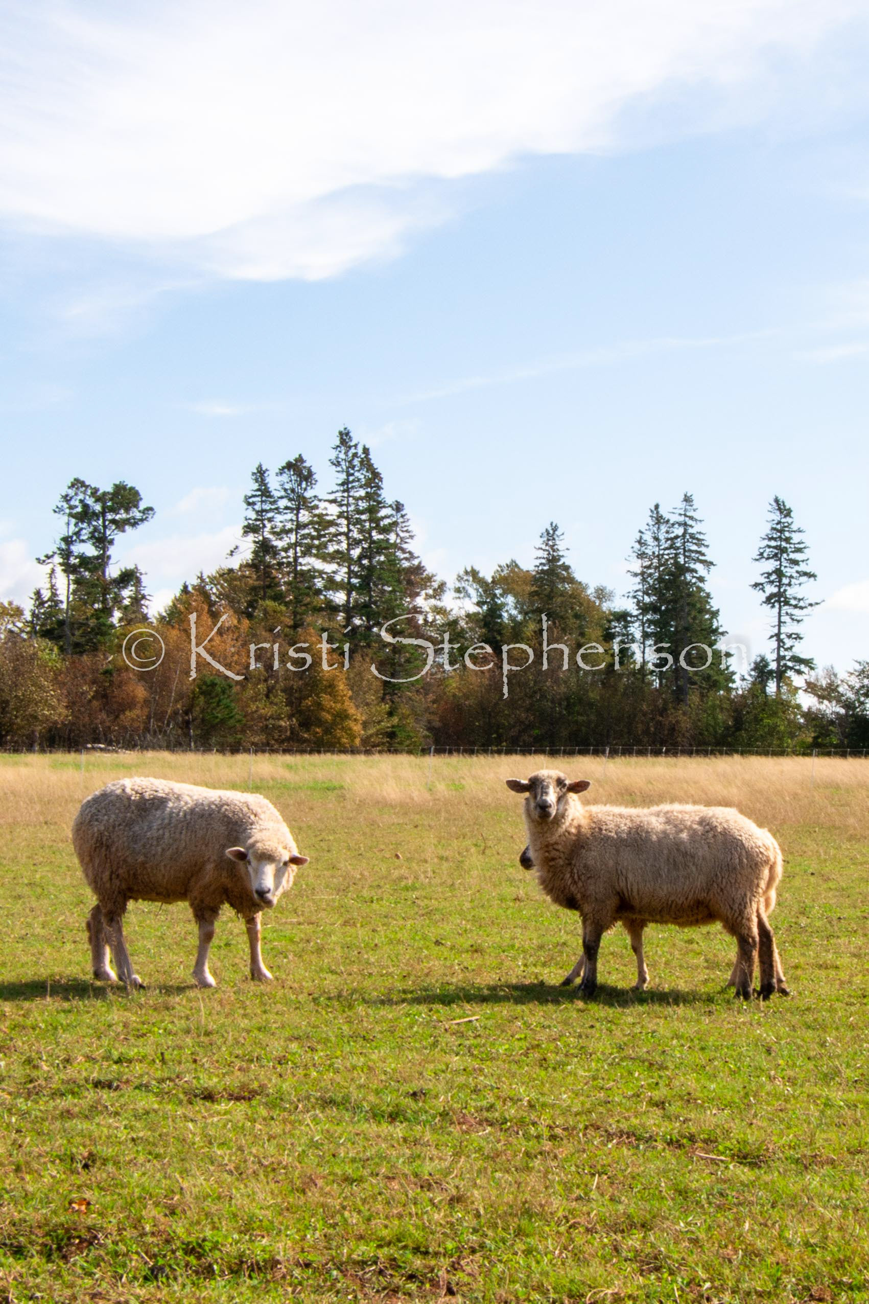 Inquisitive Sheep 1
