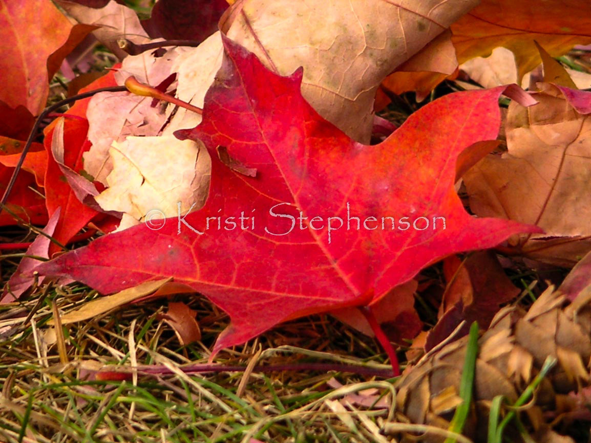 Maple Leaves - 2