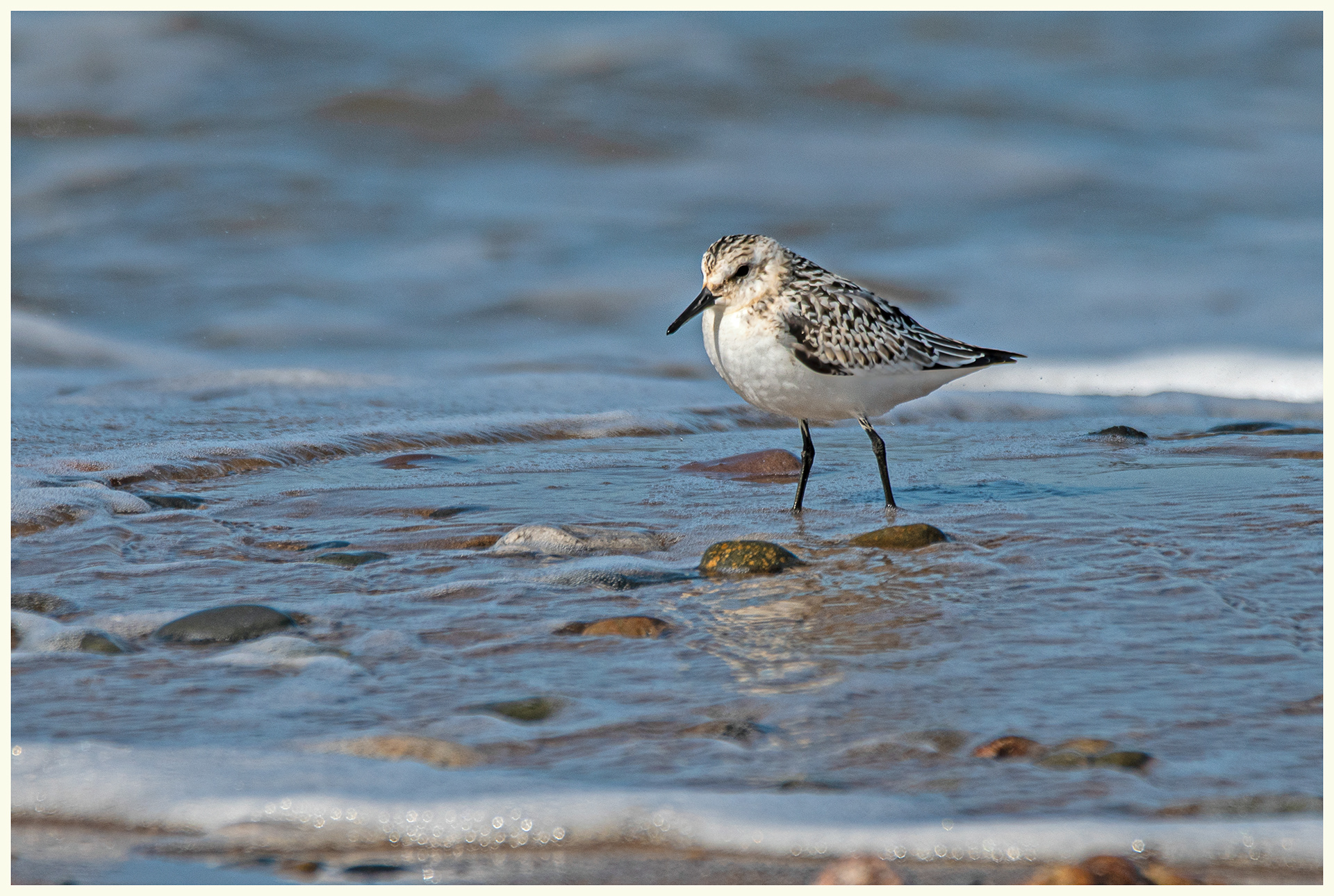 Sanderling