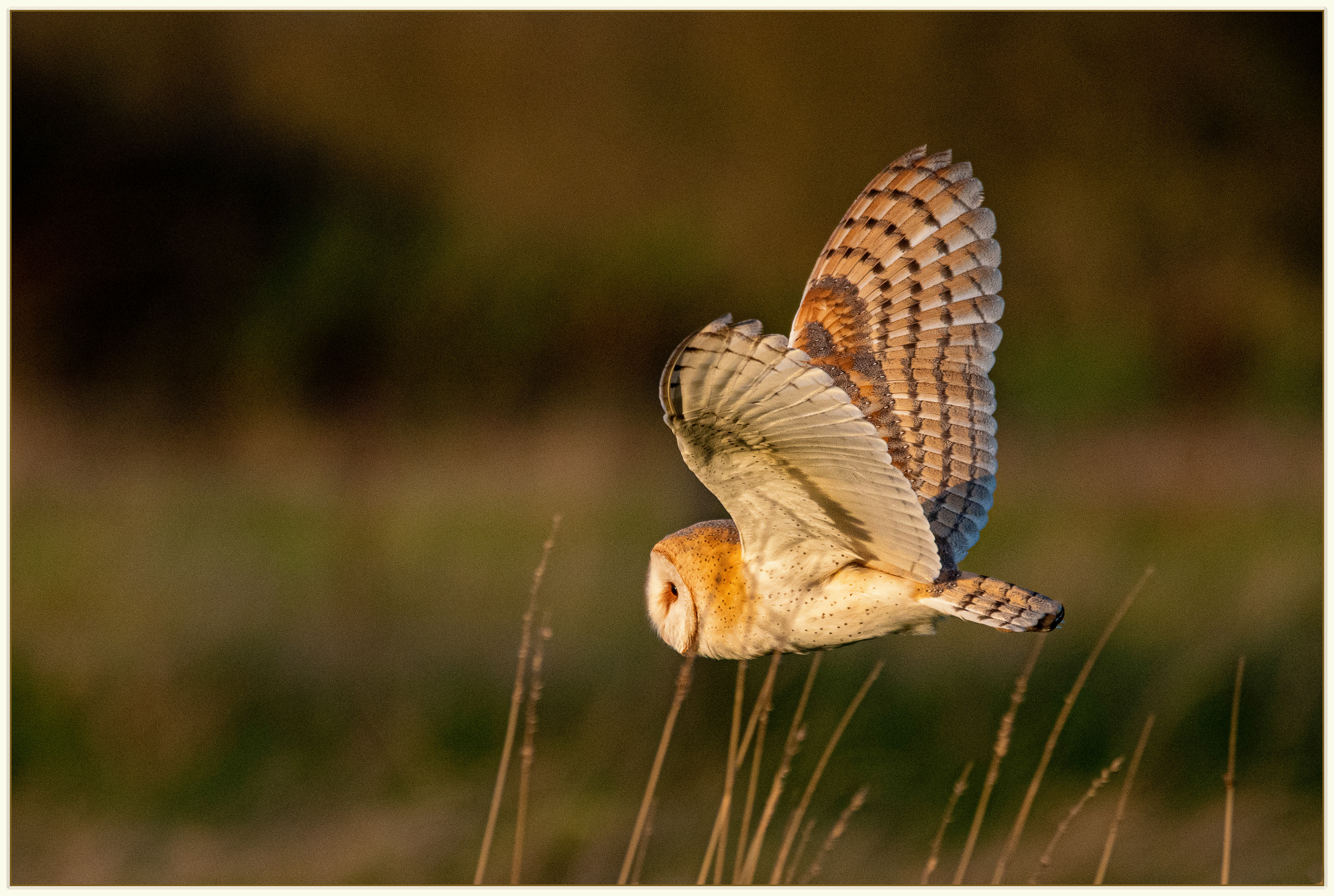 Female Barn Owl