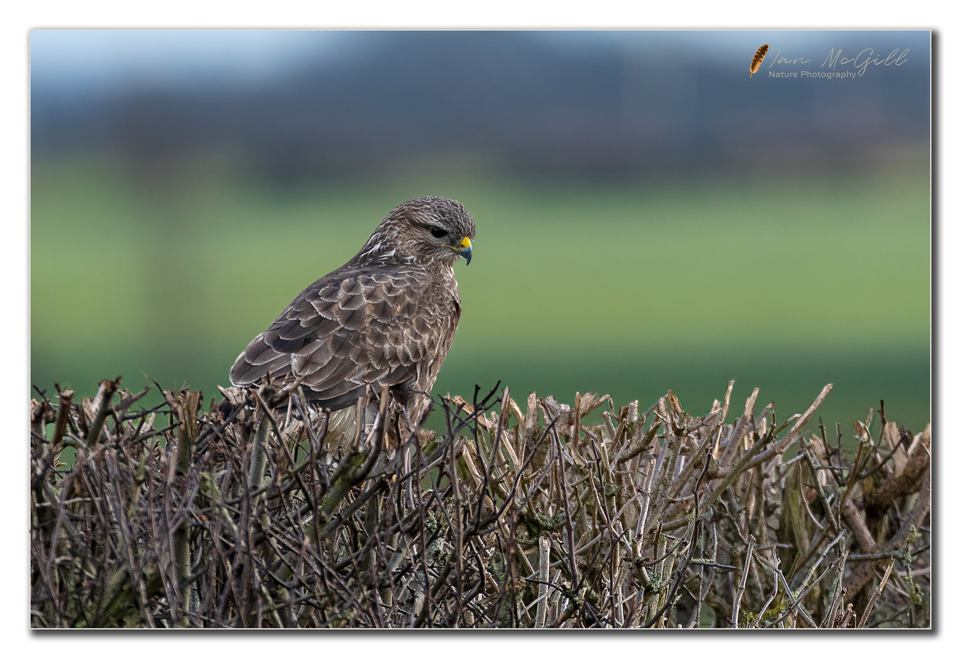 Common Buzzard