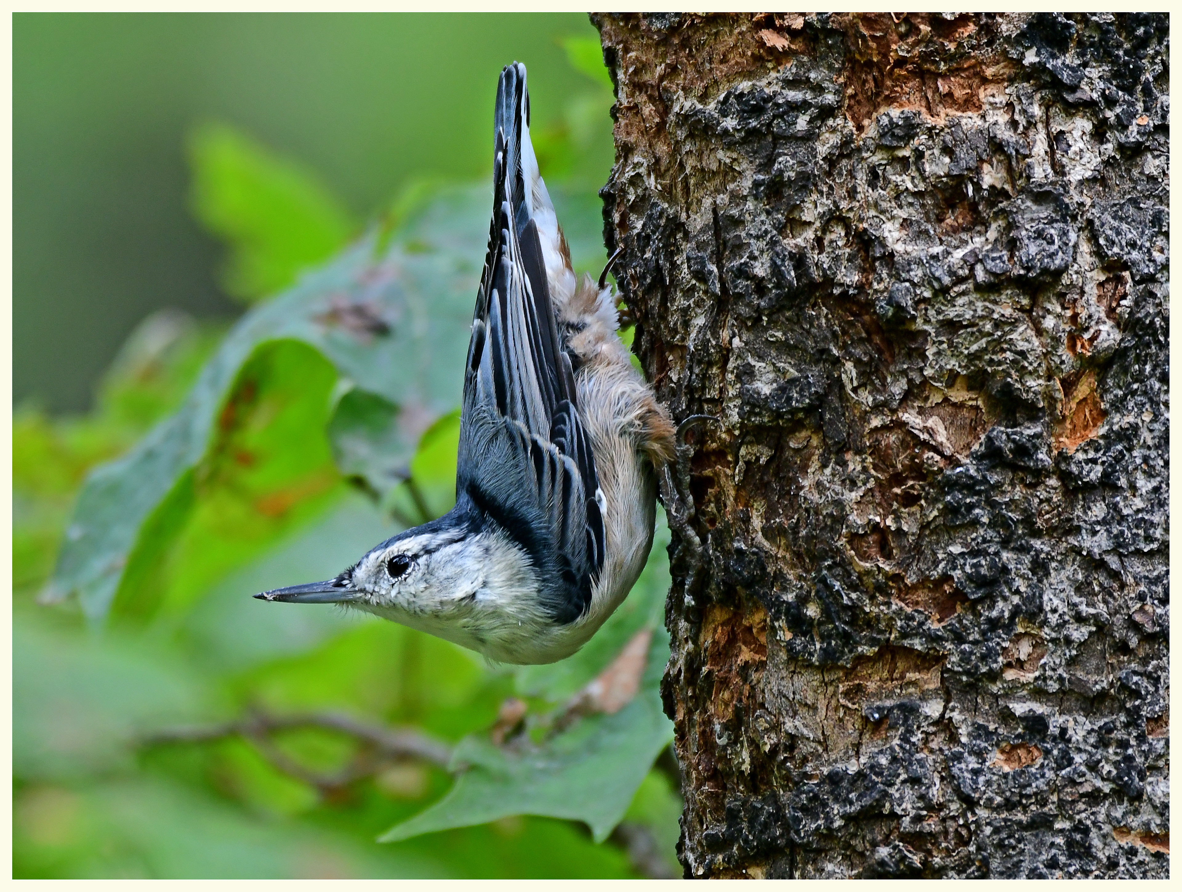 White Breasted Nuthatch