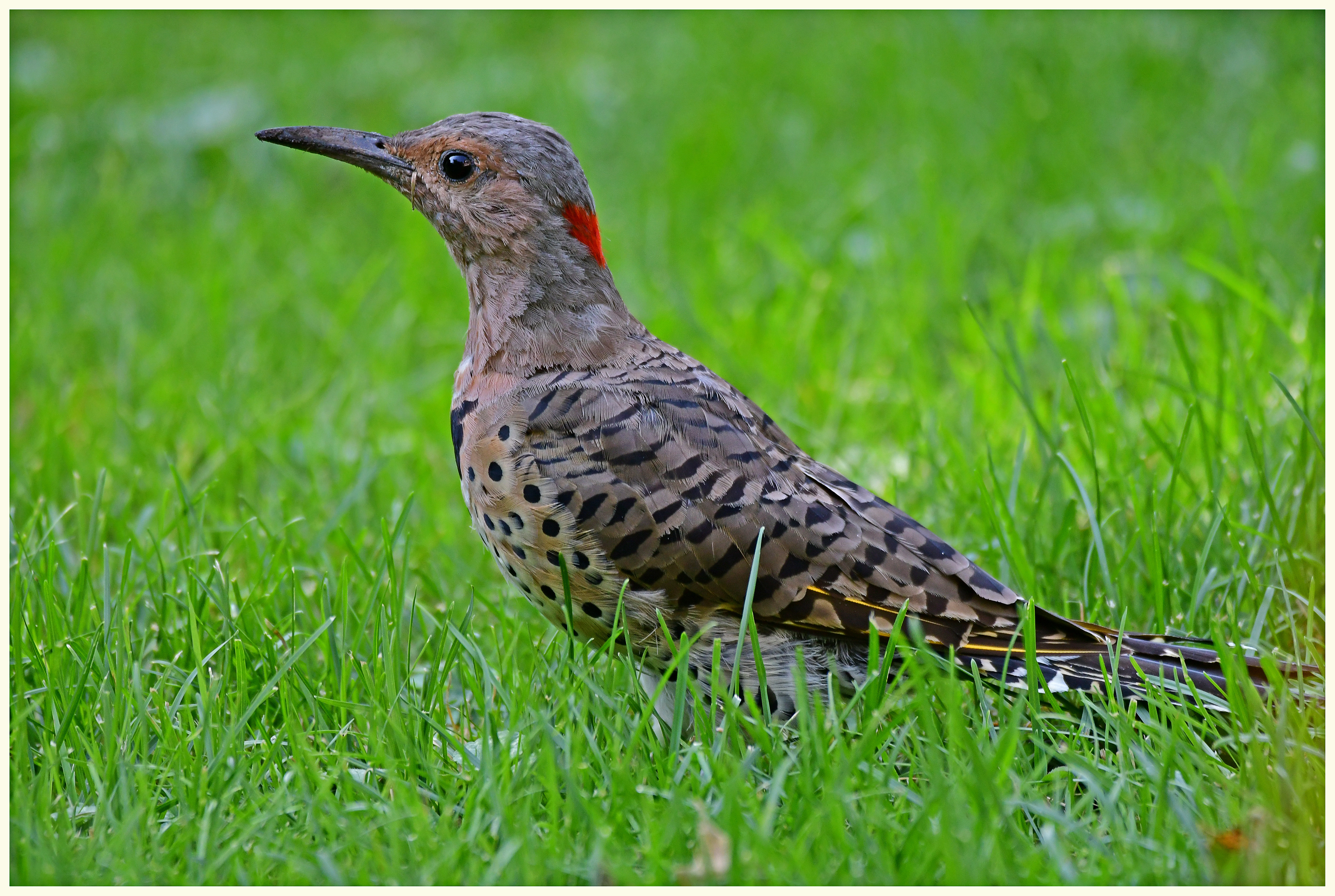 Northern Flicker
