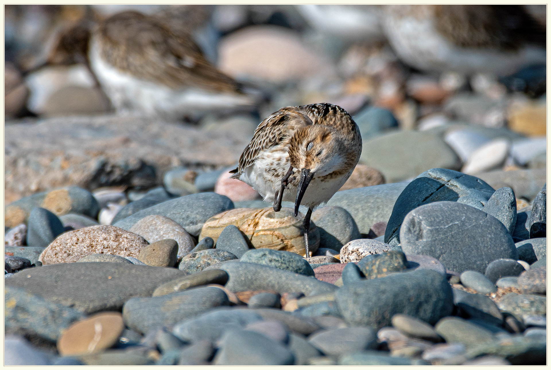 Dunlin