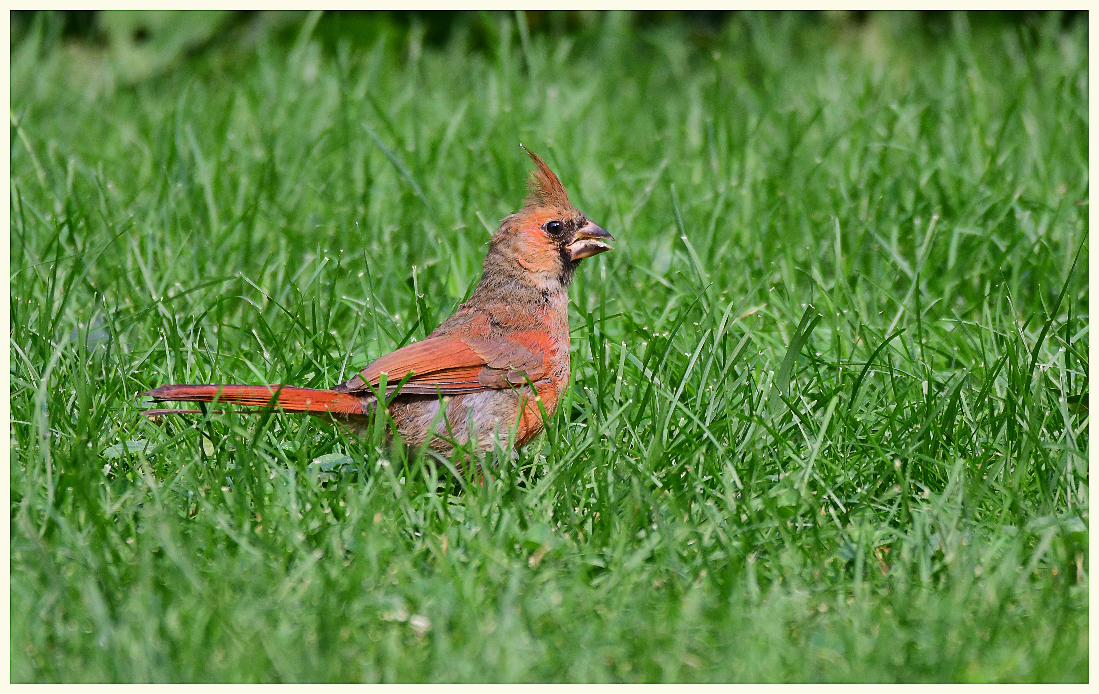 Northern Cardinal