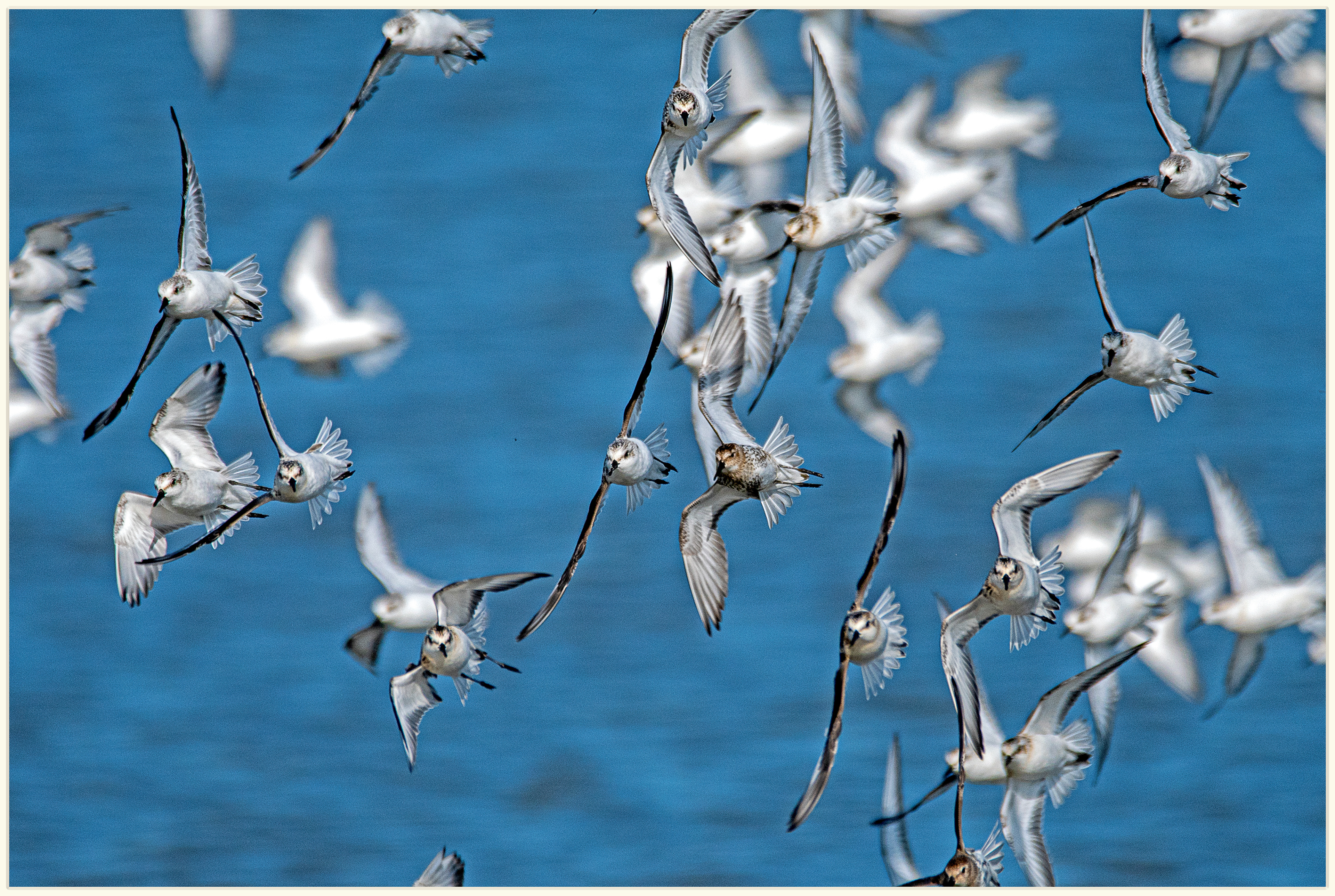 Sanderling