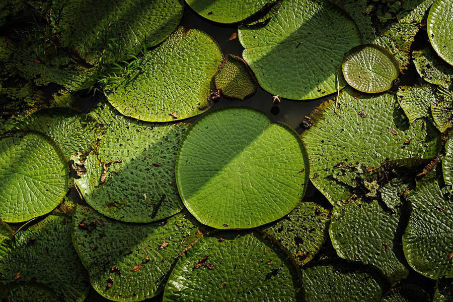 260 AMAZONAS