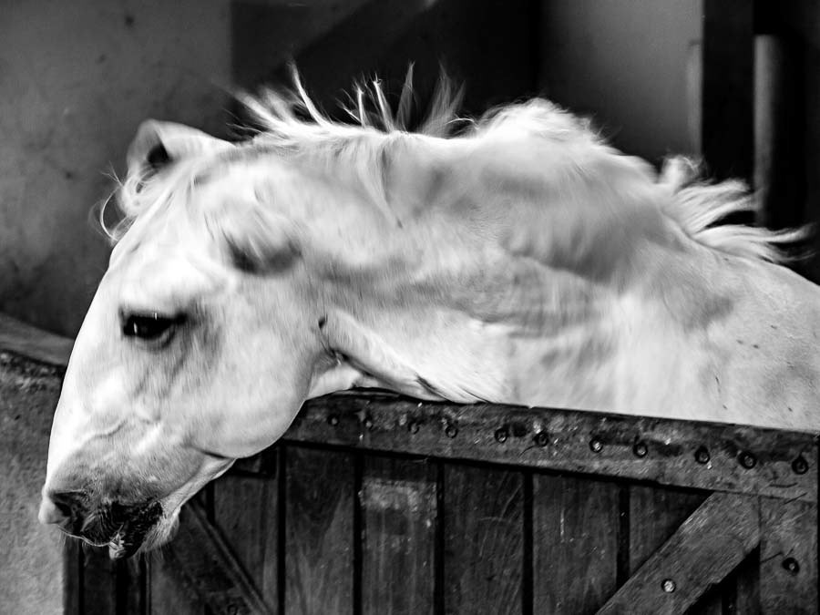 118 CAVALO