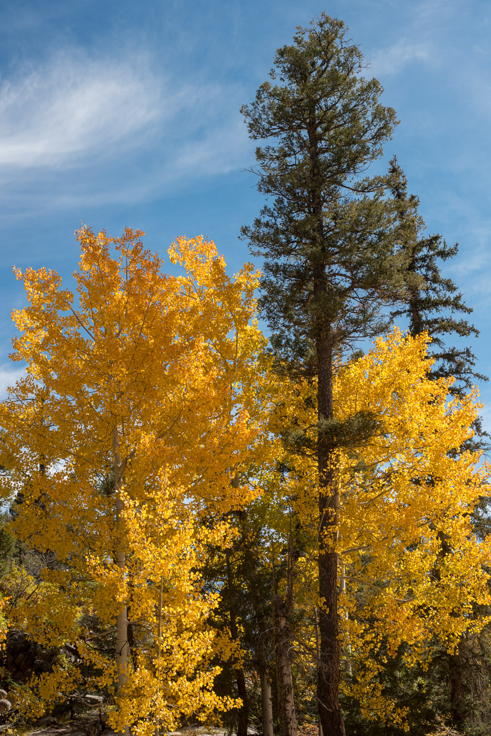 San Gregorio Lake TH, NM