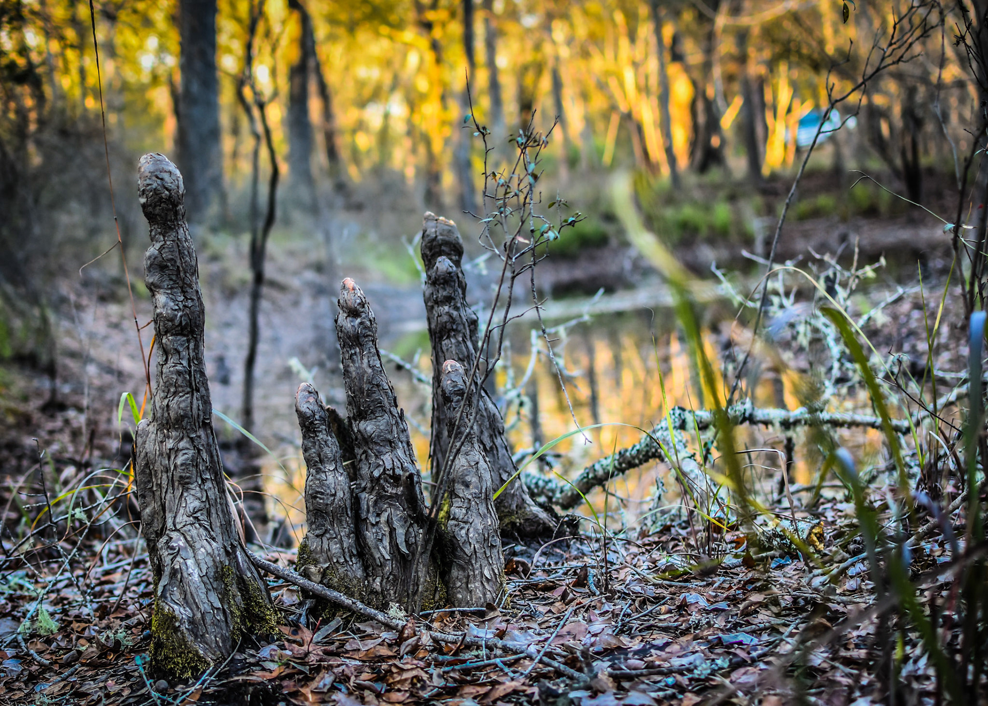 35/366 POTD #cy365 #rocky