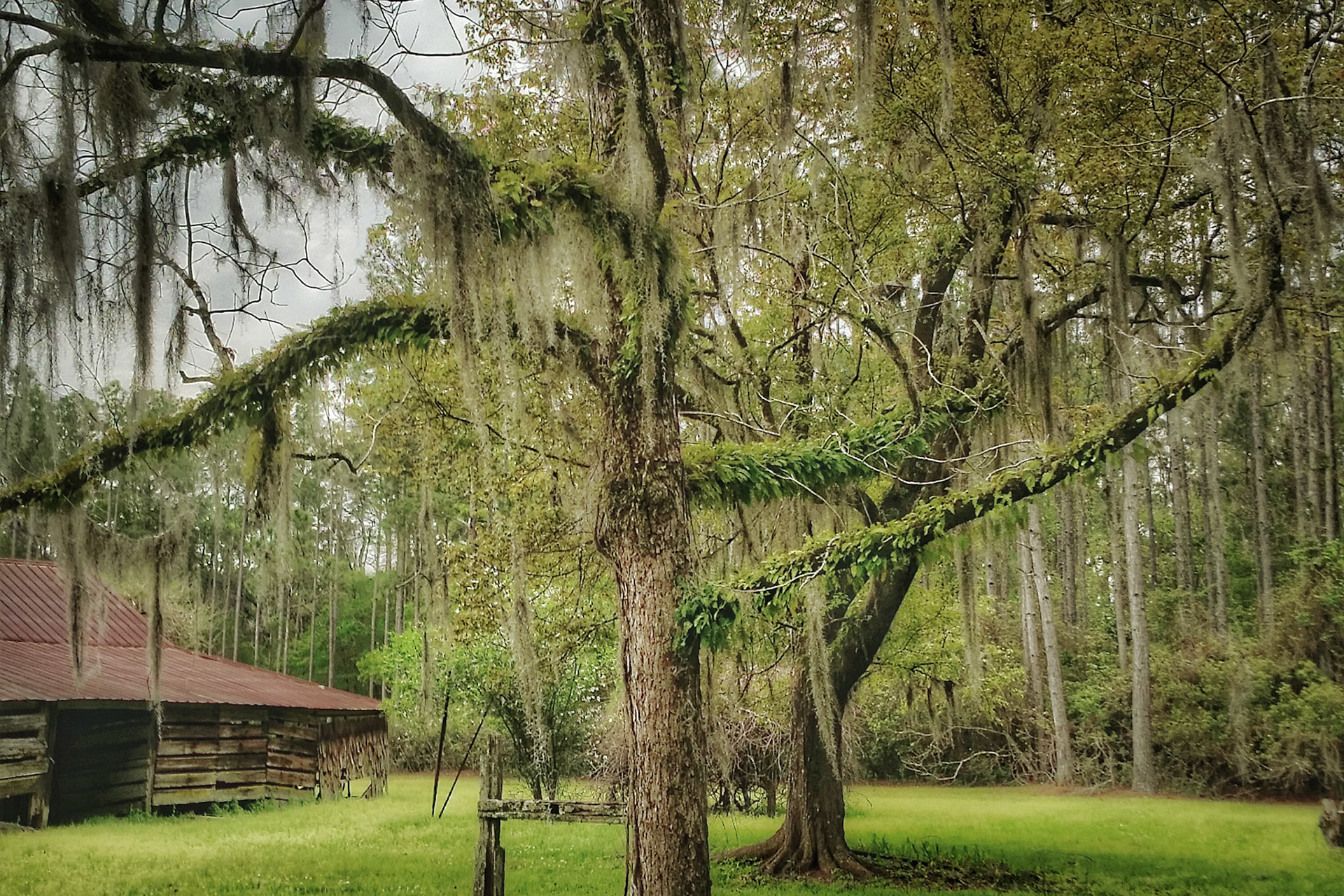 86/366 Branches all done up in velvety green
