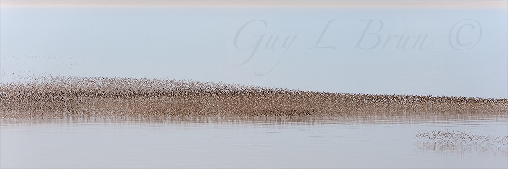 Murmuration - Semipalmated Sandpiper/ Murmuration - Bécasseau semipalmé. (4131790). © Guy L Brun.