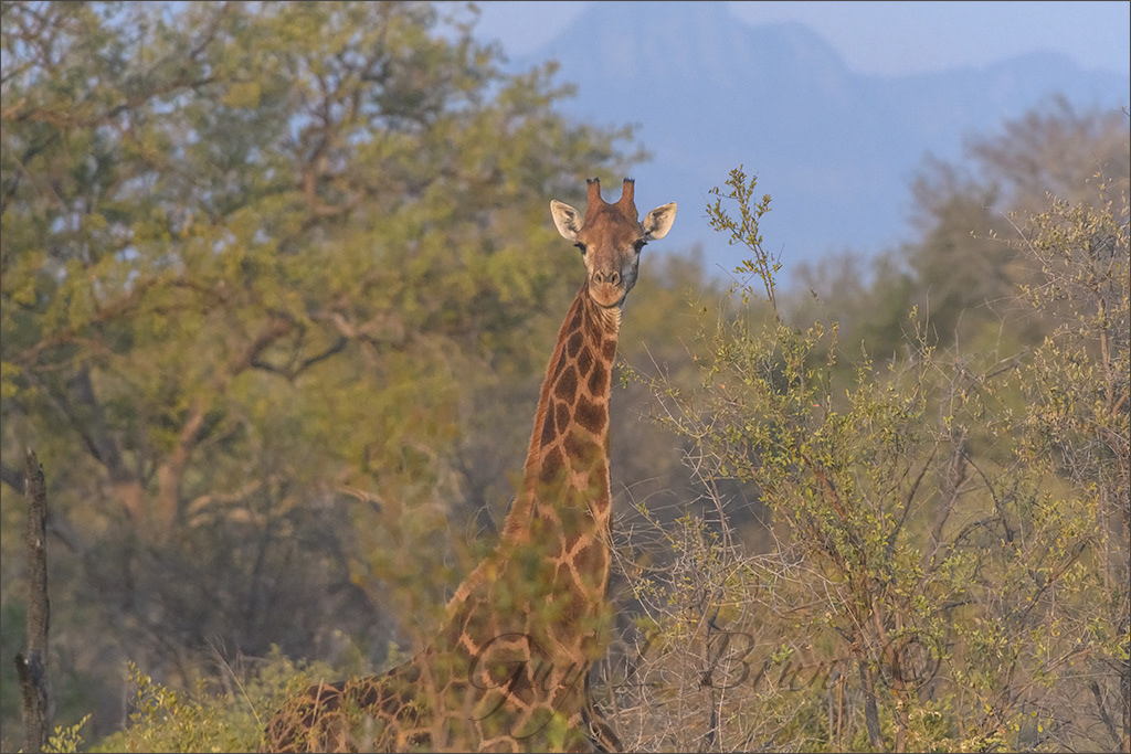 Giraffe/ Girafe. South Africa. (E206201). © Guy L Brun