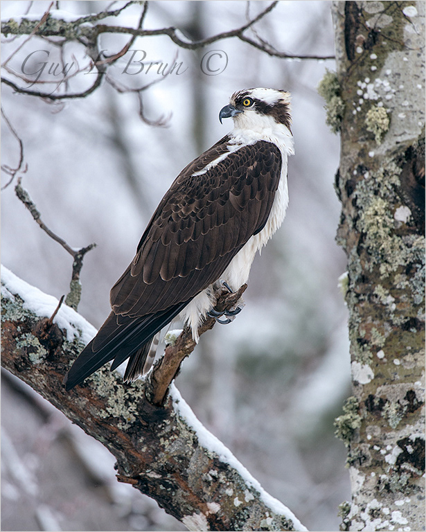 Osprey/ Balbuzard pêcheur. NB, Canada. (D142083). © Guy L Brun