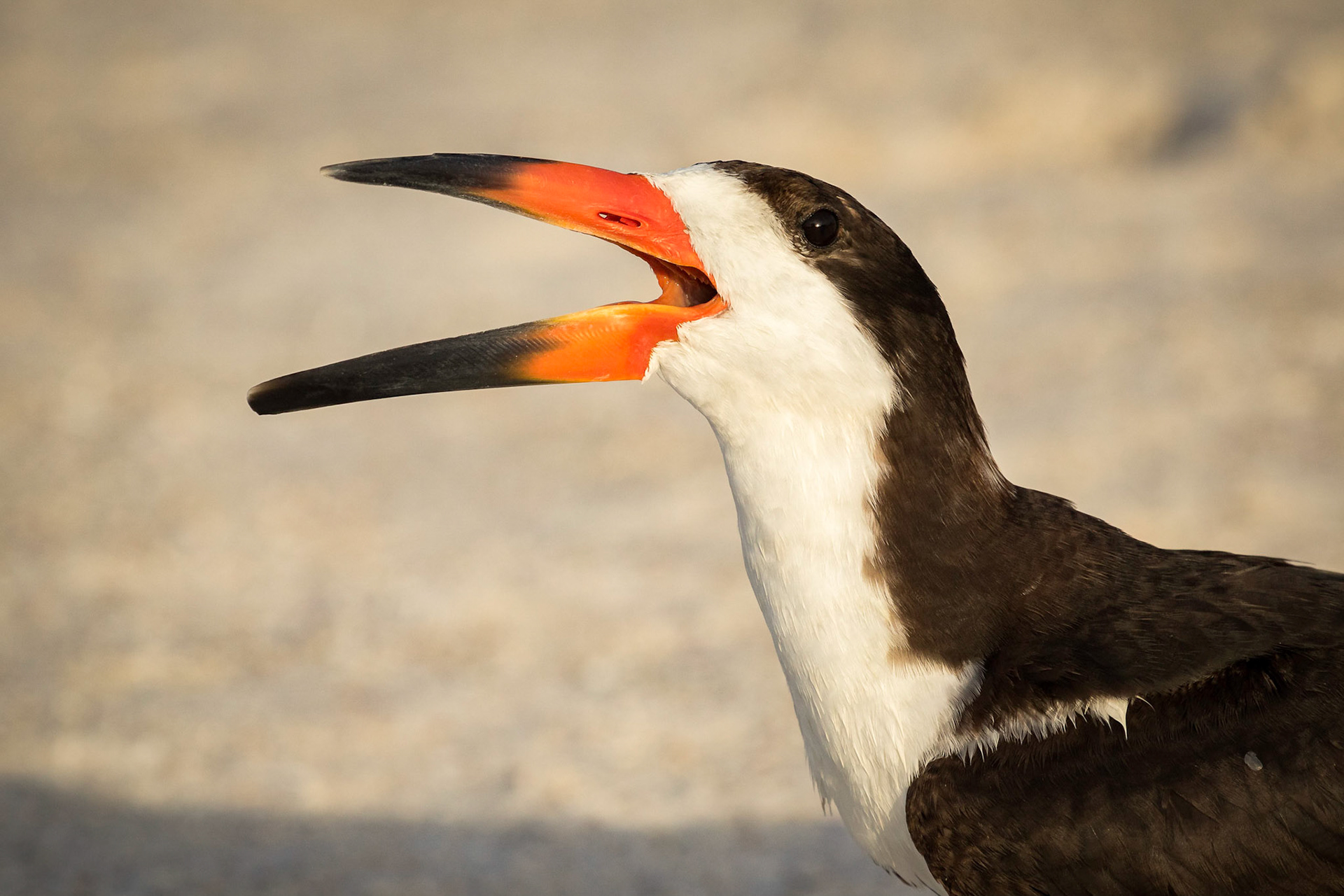 Black Skimmer Singing