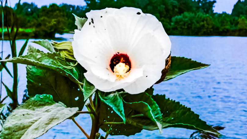 Aesthetically Alluring Photography - Flower By The Lake