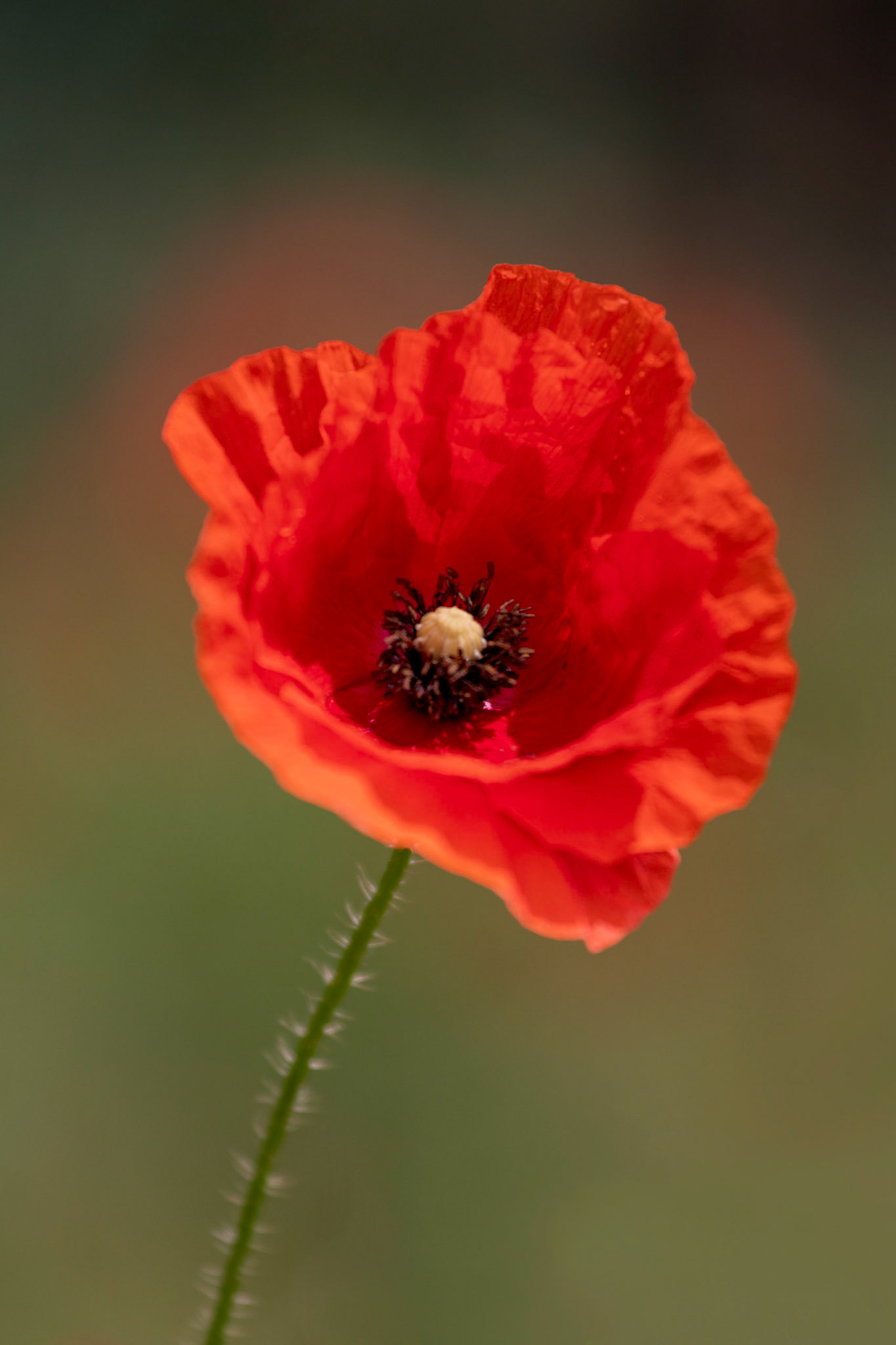 Coquelicot