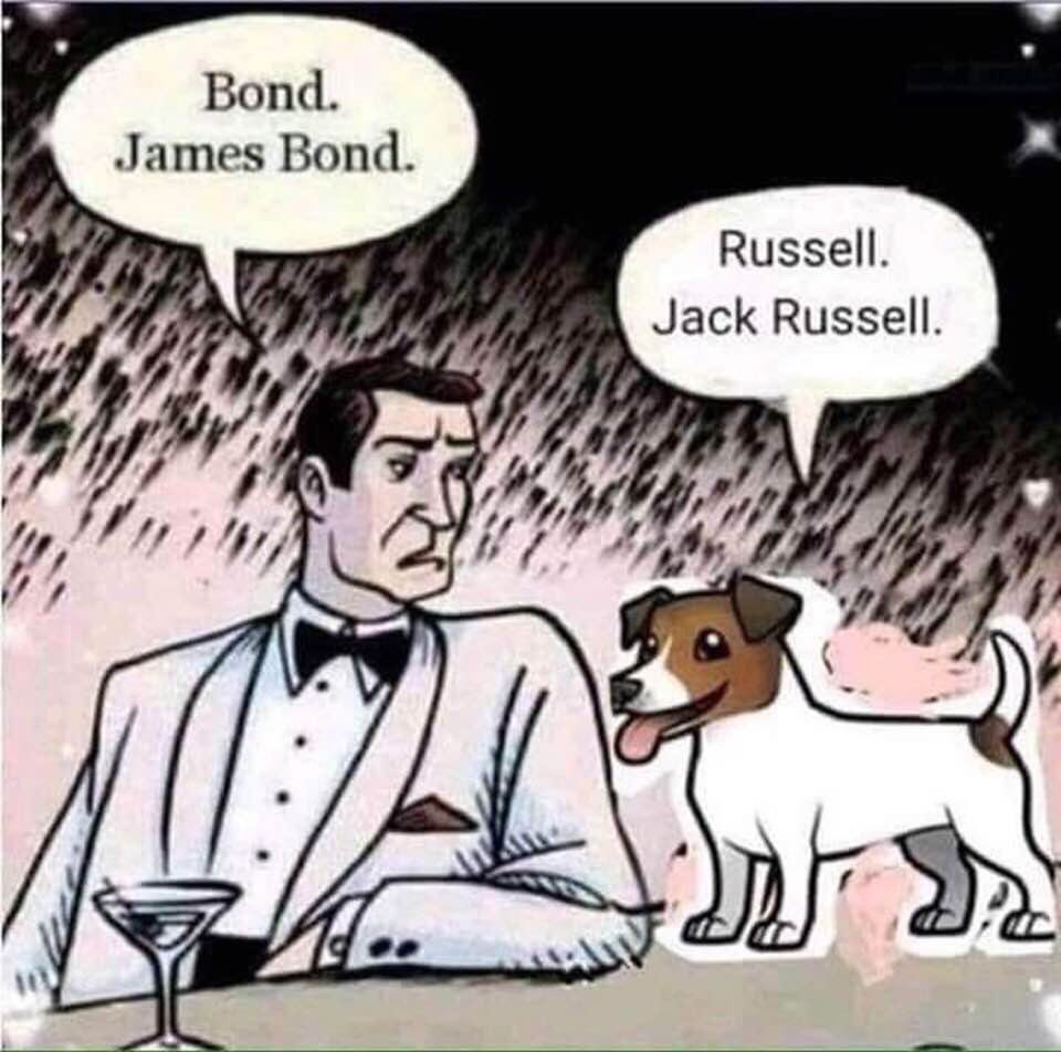 james bond, jack russell, dog cartoon