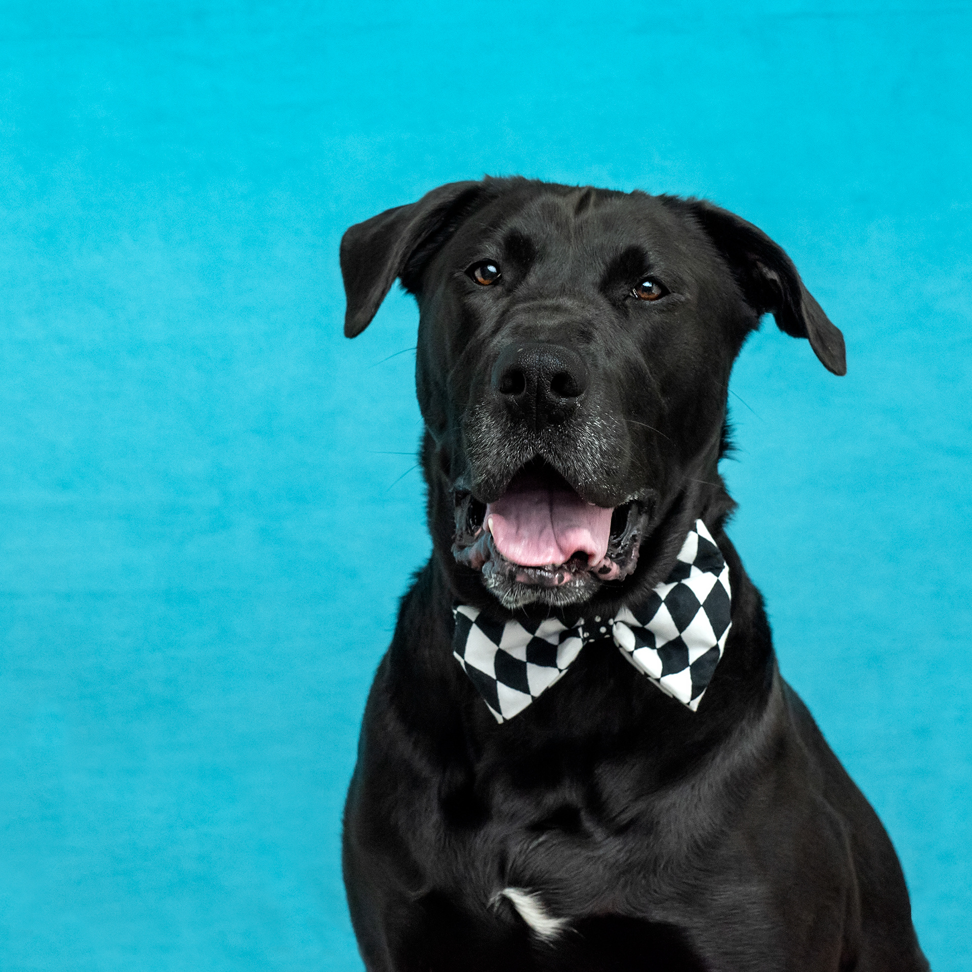 dog, doggie, doggy, canine, labrador, labrador retriever, lab, black, fur, furry, bow tie, dog photo, photograph, oregon coast, lincoln city, oregon