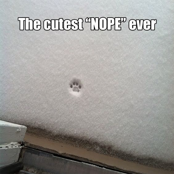 paw print, snow, nope, winter, cold, no, dog, cat, pet, animal, photograph, photographer, oregon