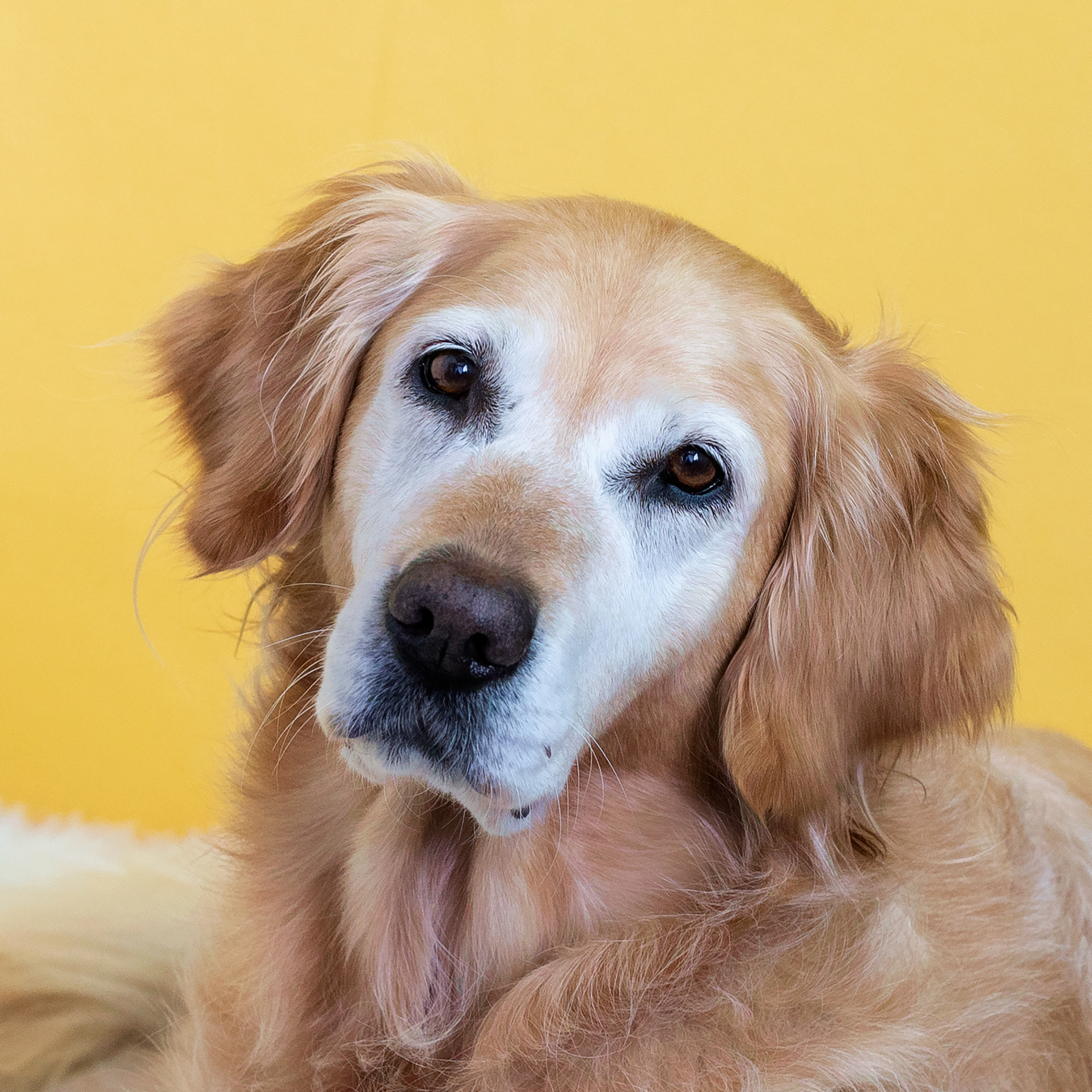 Golden Retriever head tilt head shot portrait