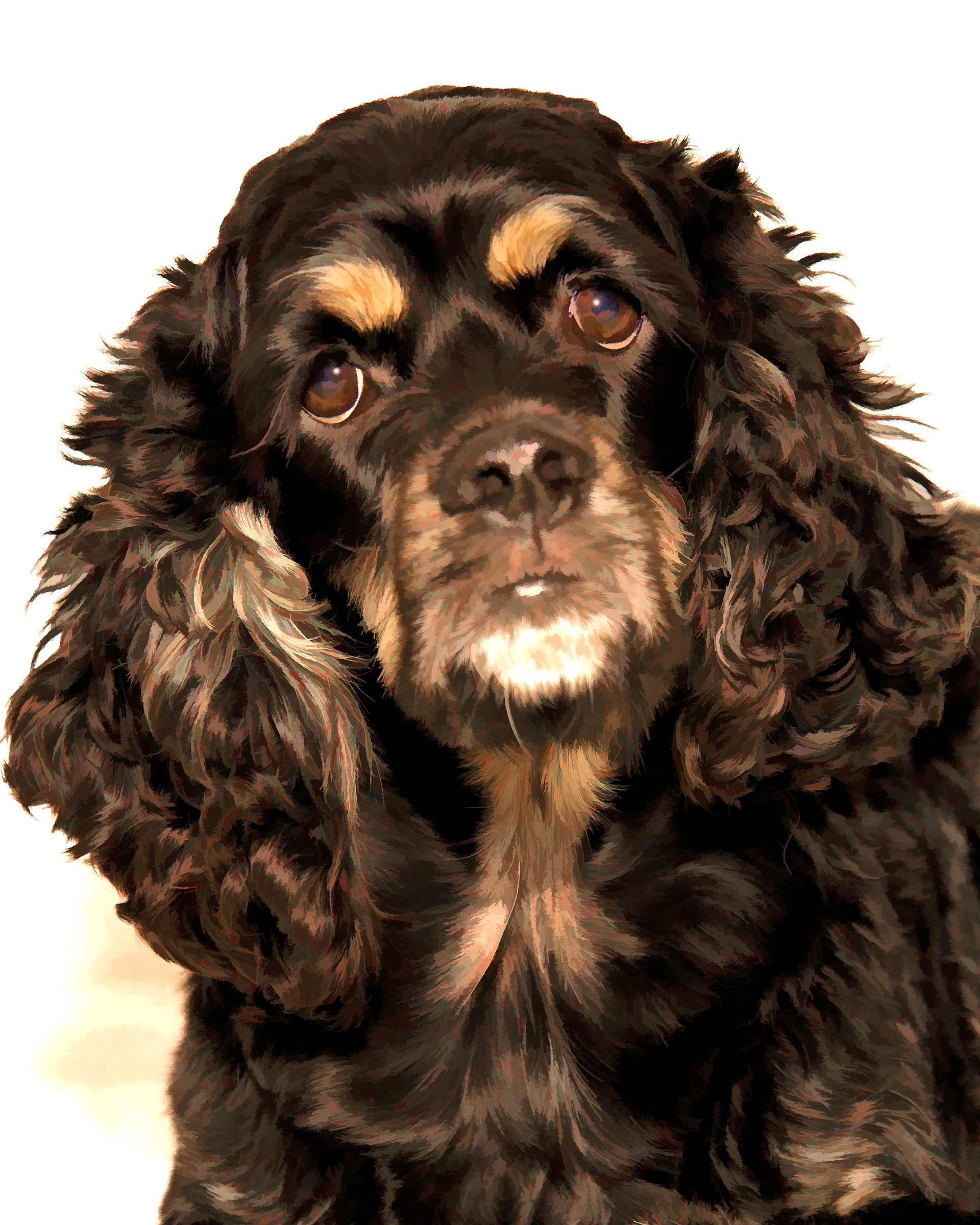 Black & tan Cocker Spaniel painted photo portrait