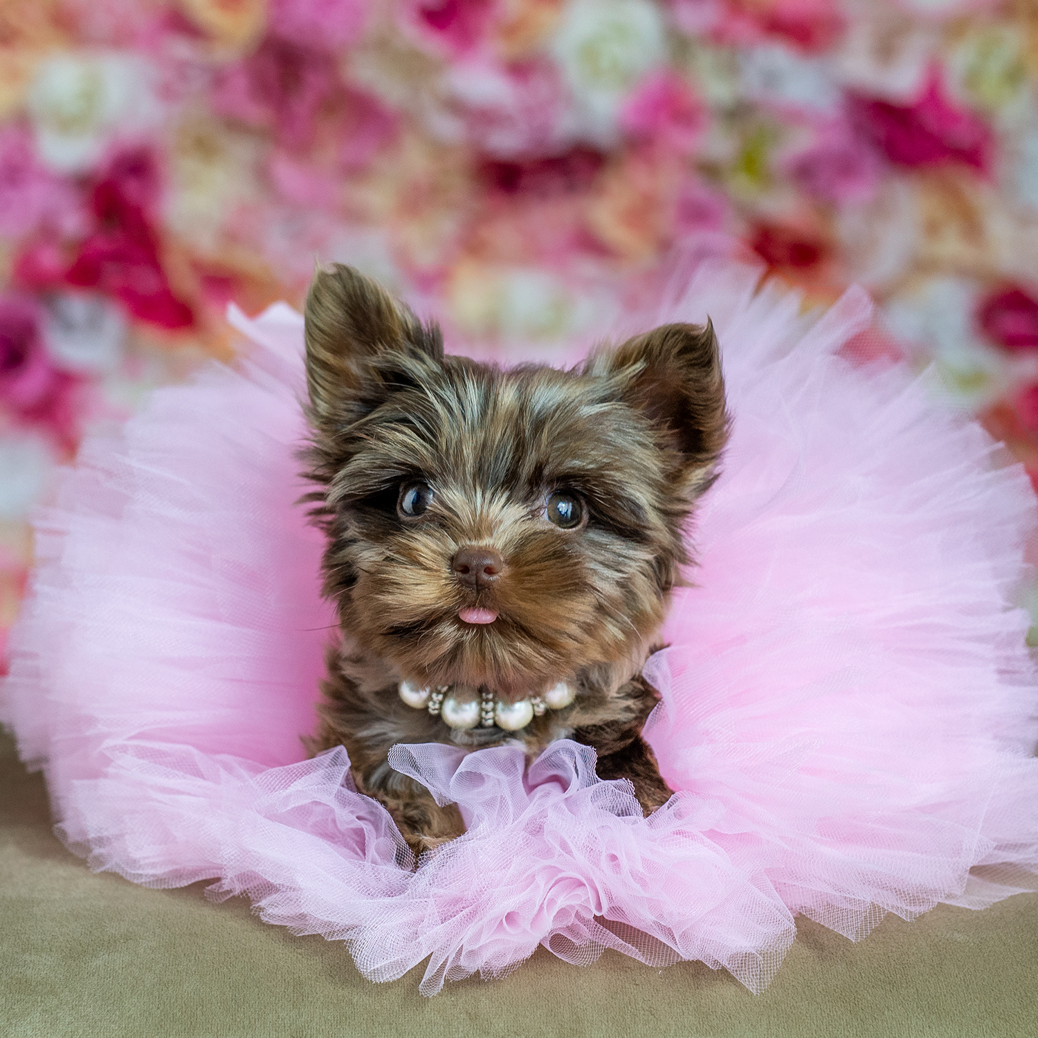 dog, pet, furry, girl, Yorkshire Terrier, Yorkie, tutu, flowers, floral, pearls, tongue, pet photography, pet photographer, pet portrait, oregon coast photographer