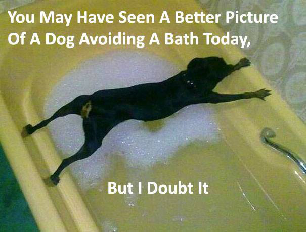 dog bath, dog doesn't want a bath, bathtub, dog stretched over bathtub, black dog