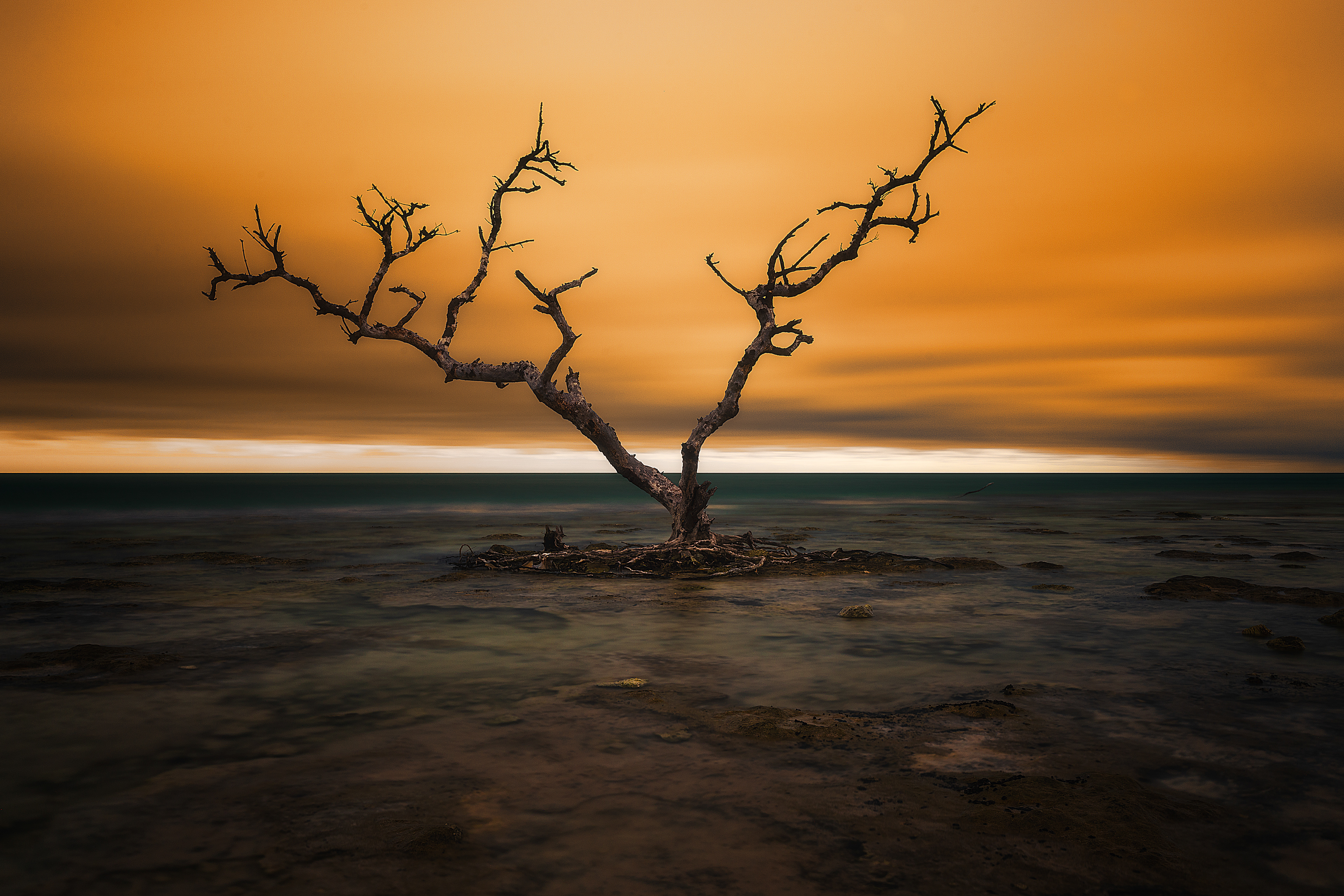 Lonely Tree somewhere along the Keys