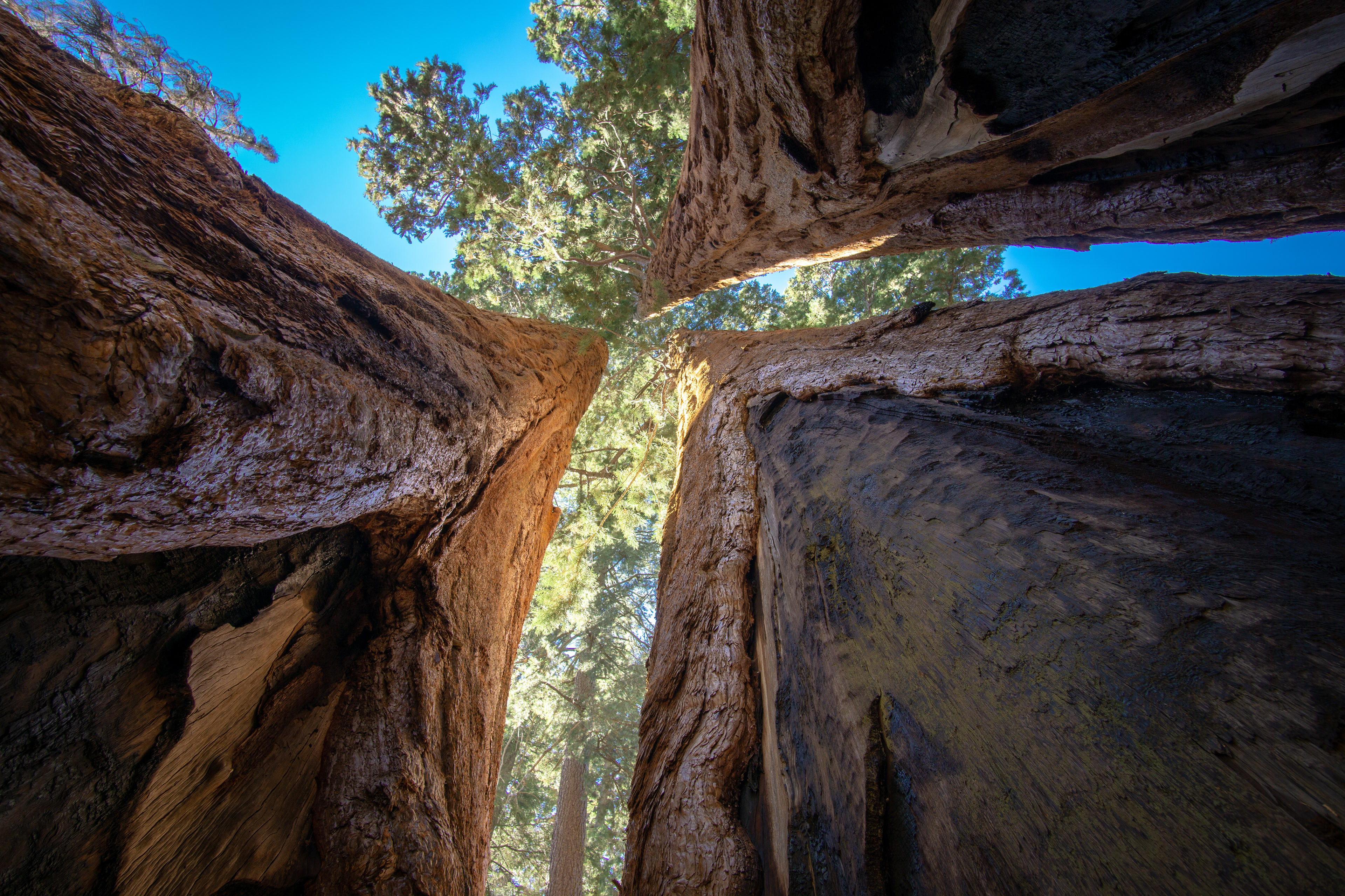 Sequoia