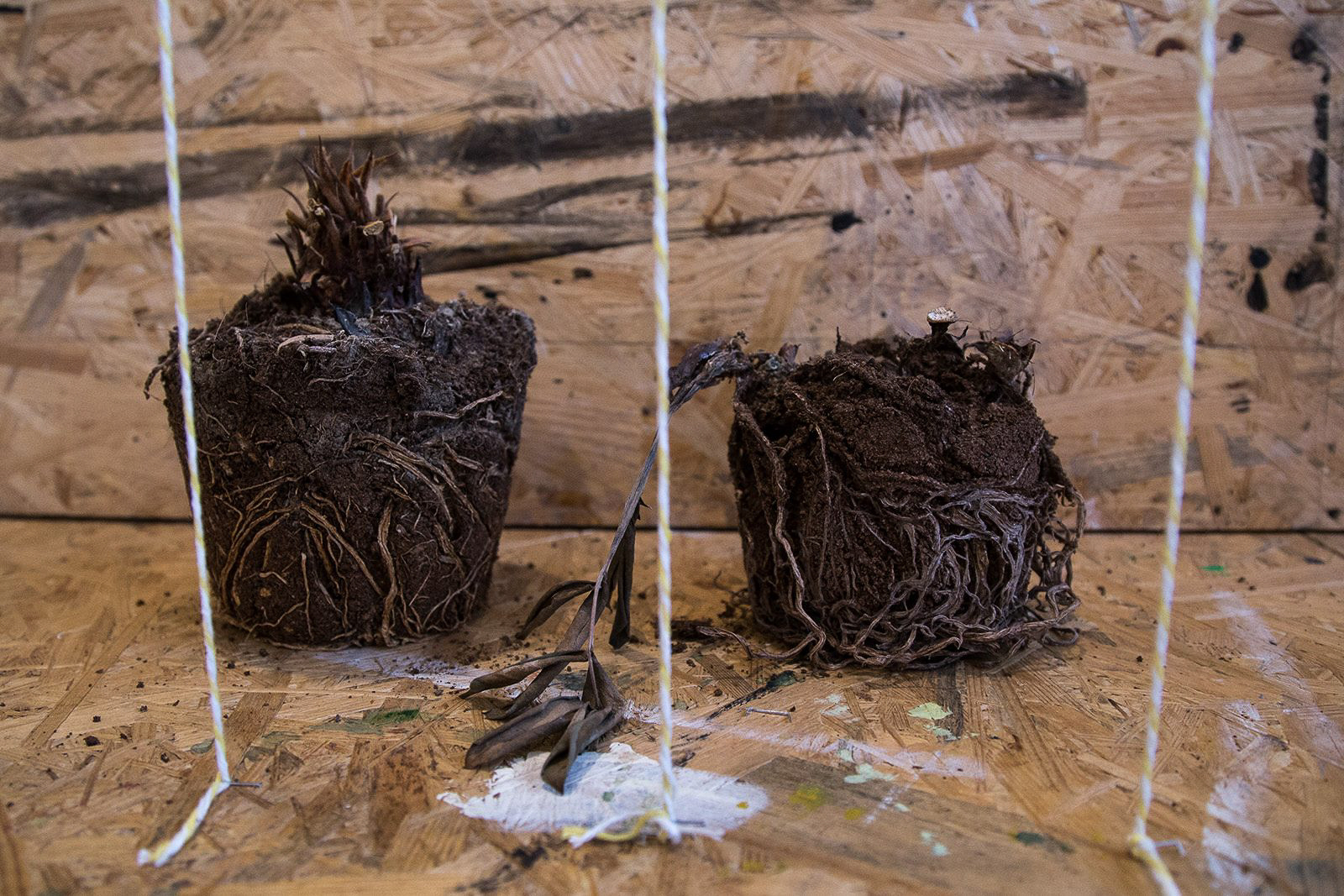 fot. Łukasz Dziedzic