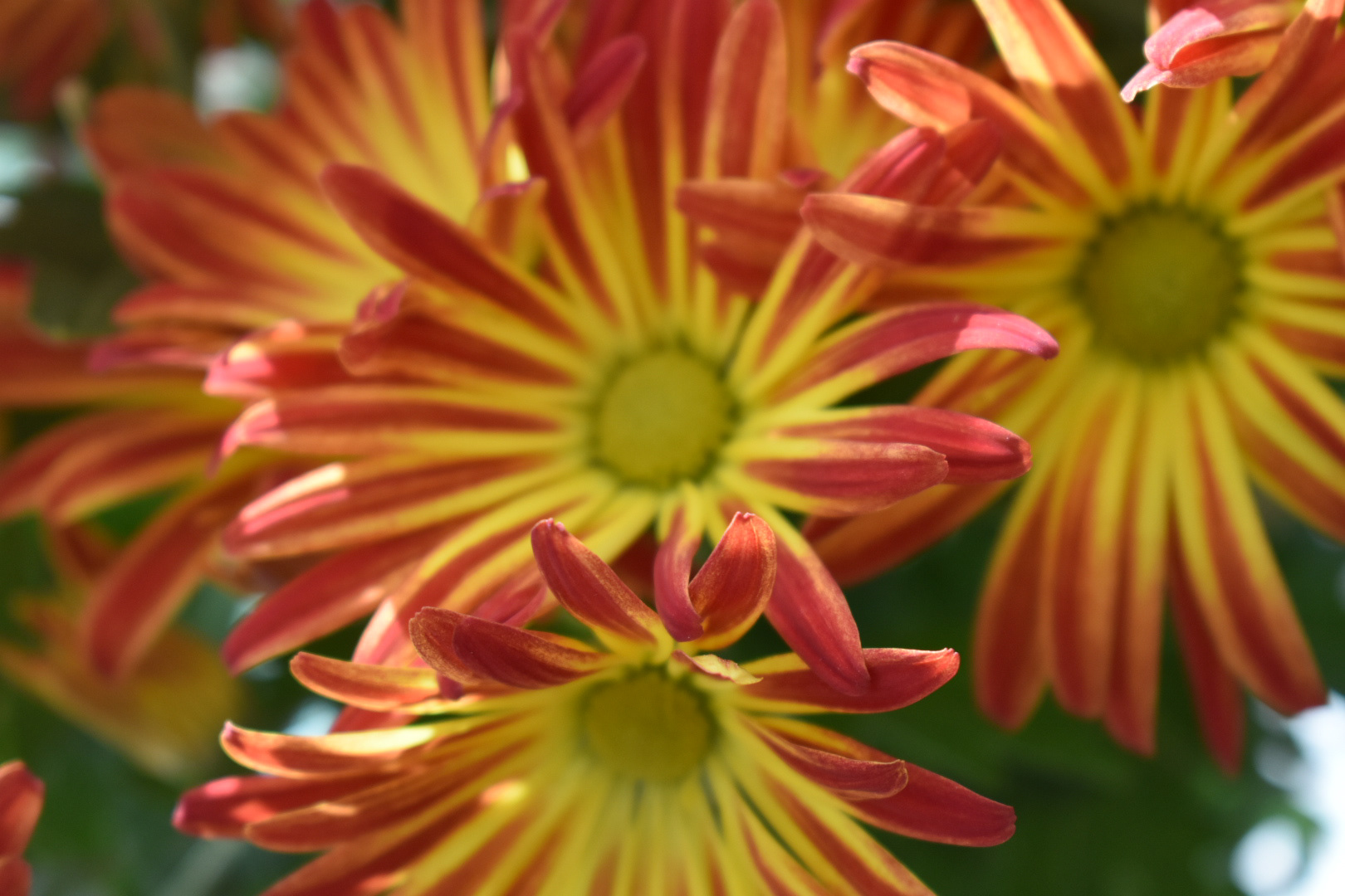 Photography - Flowers bloom