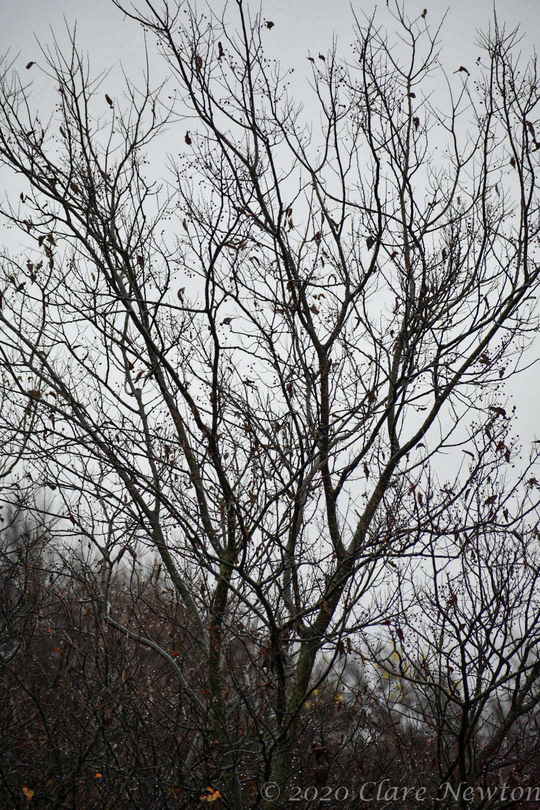There is Life in Death Series - 2020