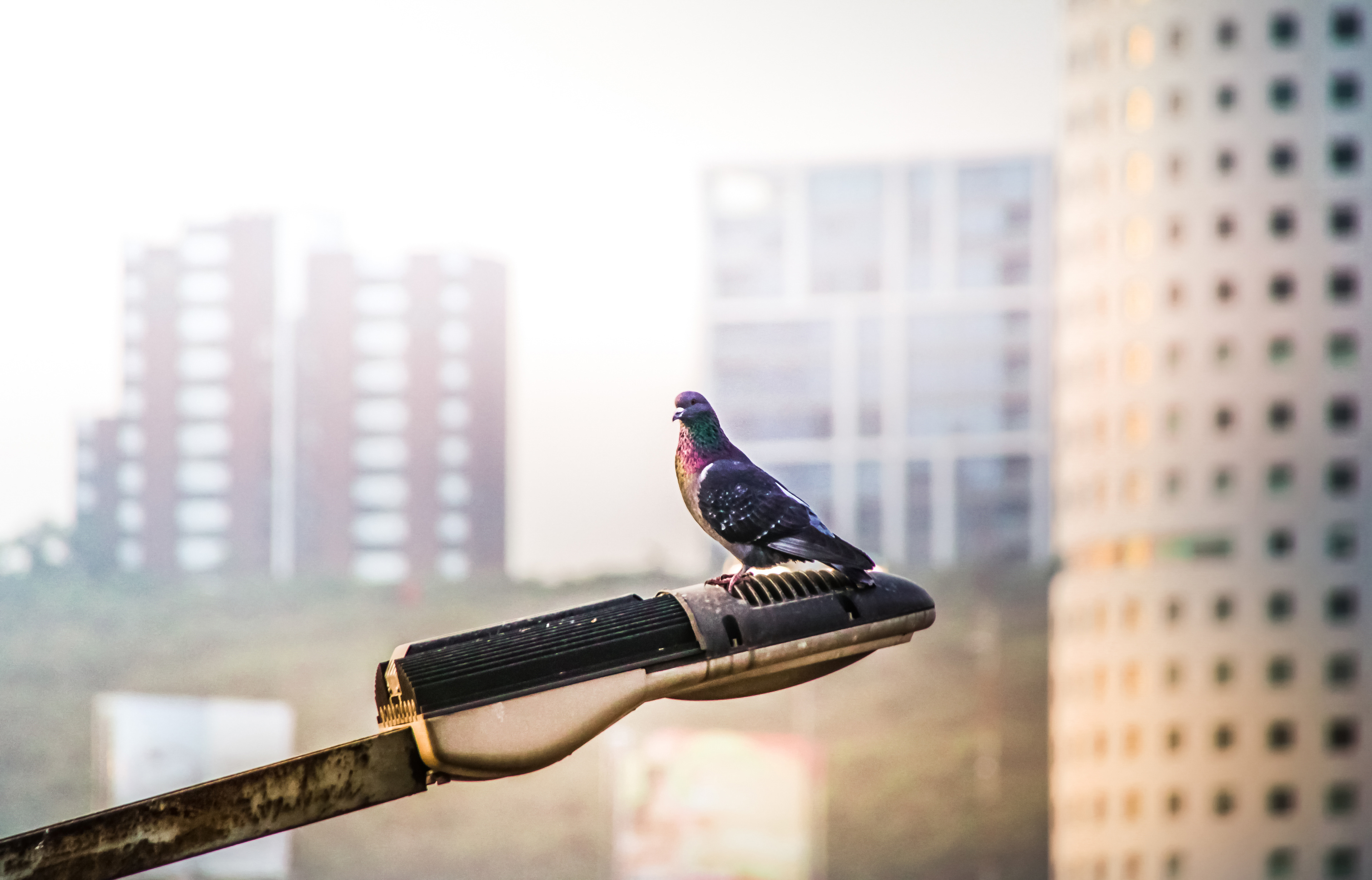 Bernardo Ramonfaur / Portfolio URBAN BIRDS / Photography