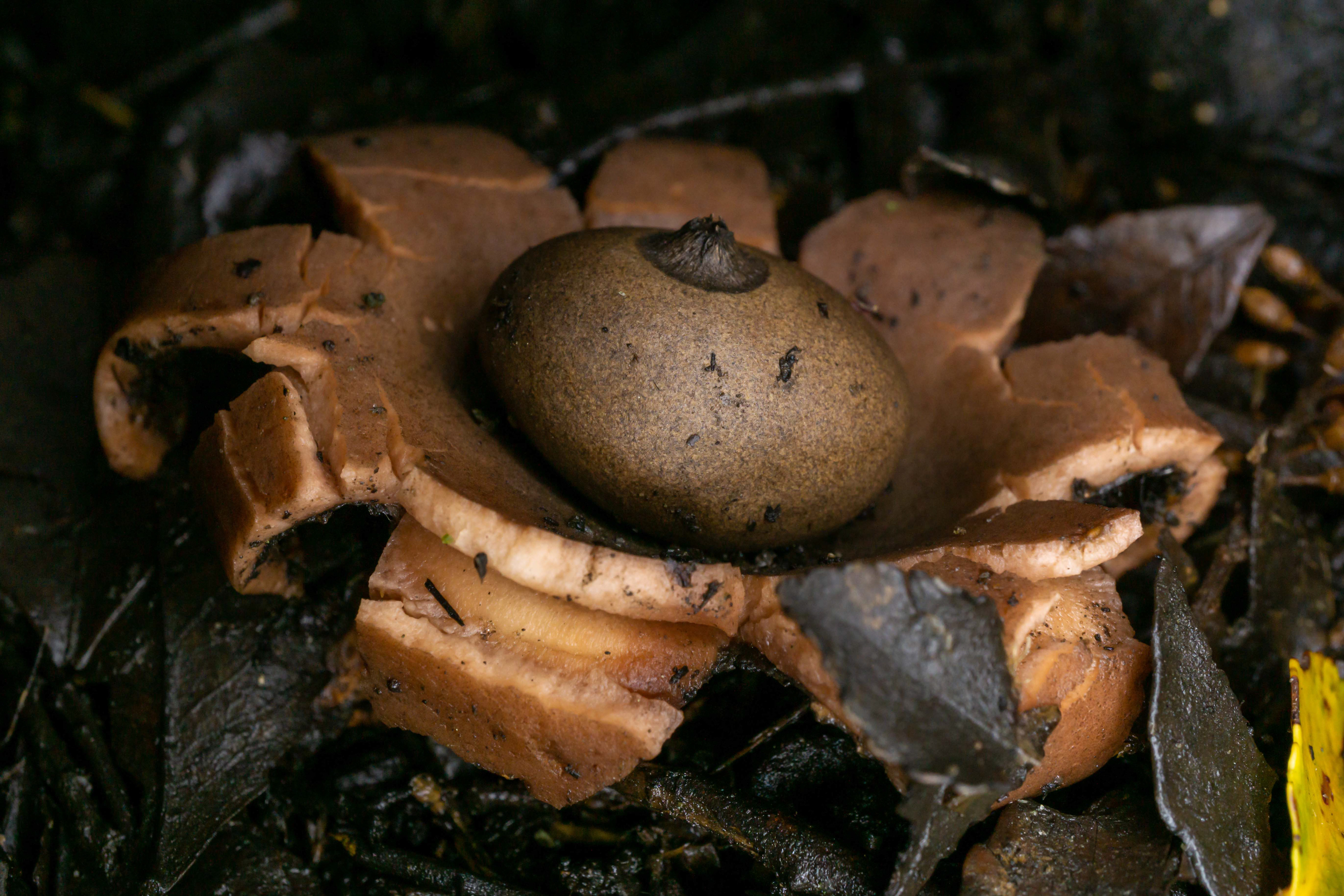 Earthstar, Seaward Bush - Invercargill, New Zealand